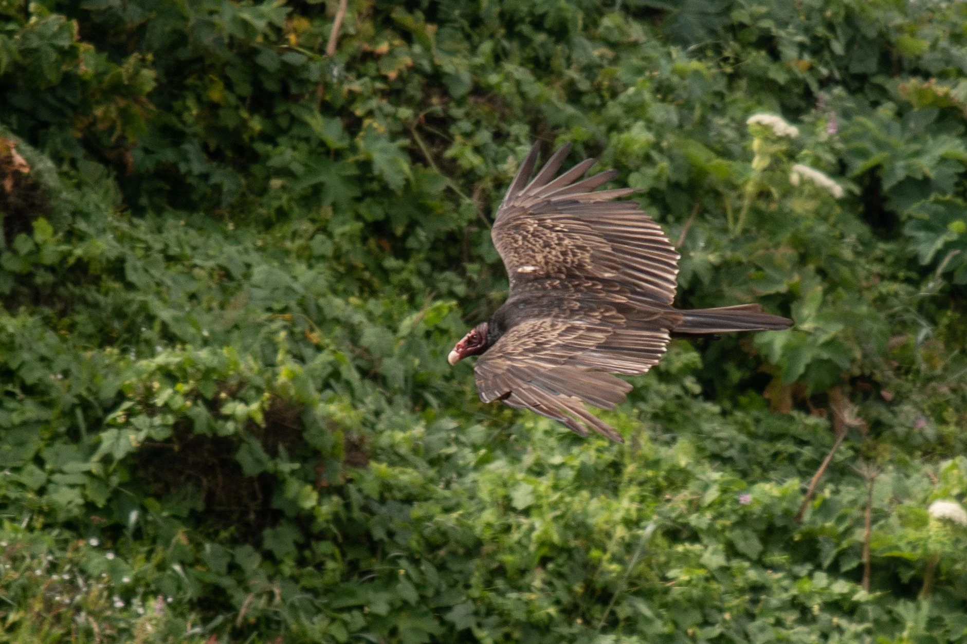Turkey Vulture (Cathartes aura)