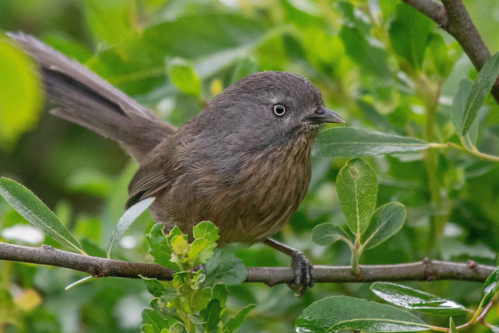 Wrentit (Chamaea fasciata)