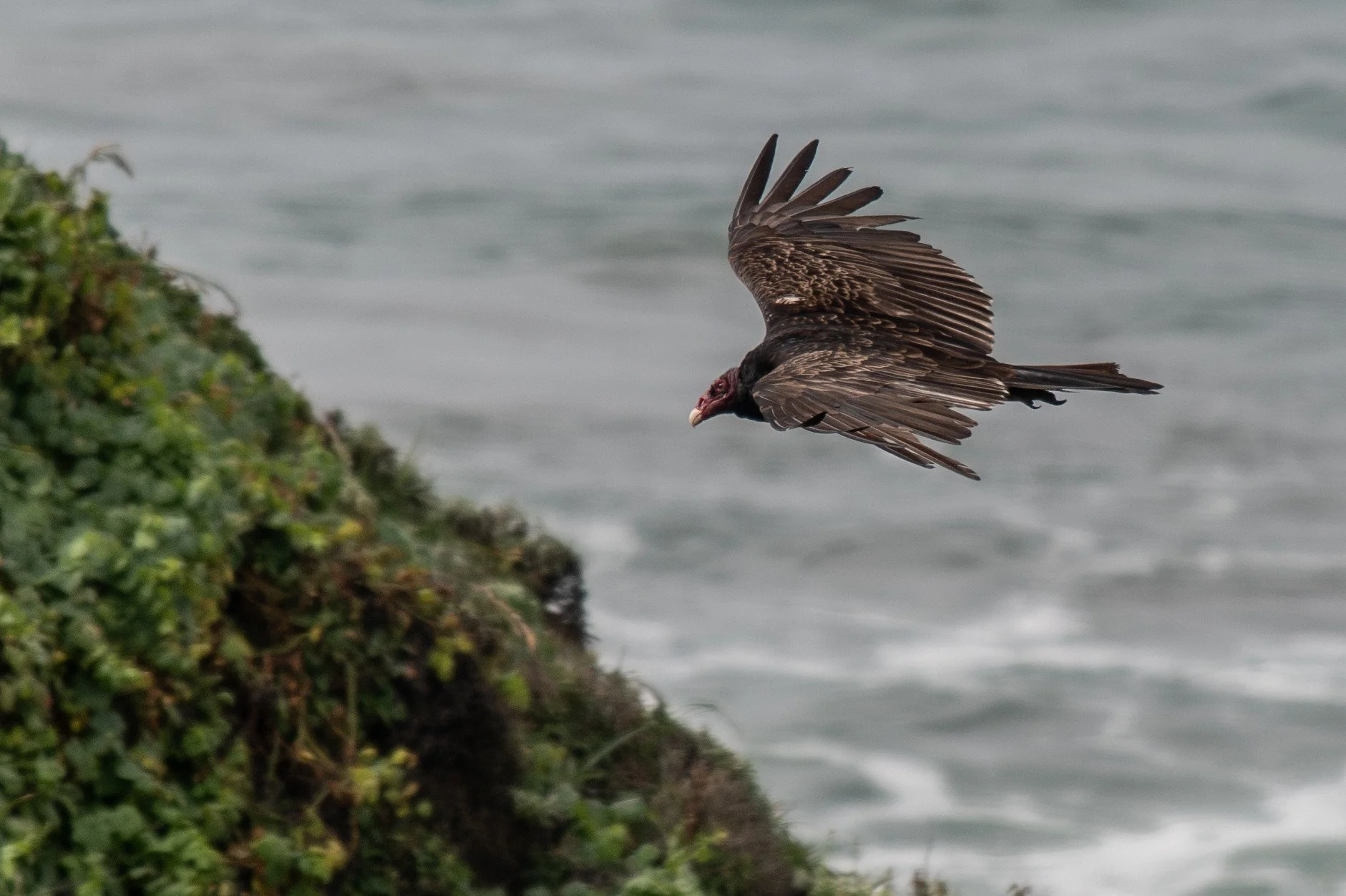 Turkey Vulture (Cathartes aura)