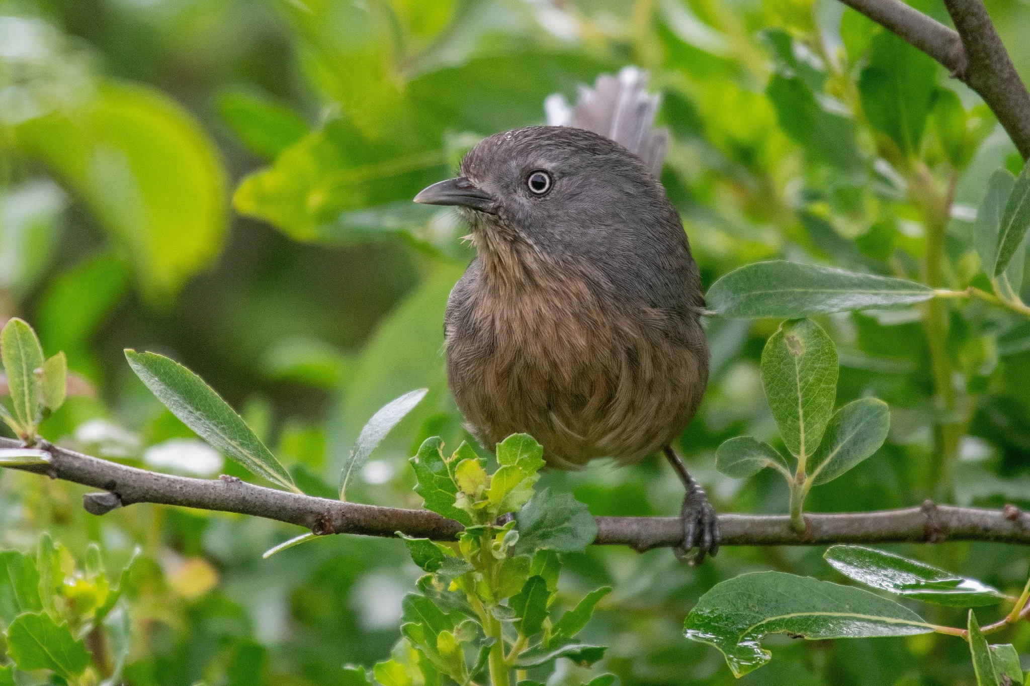 Wrentit (Chamaea fasciata)