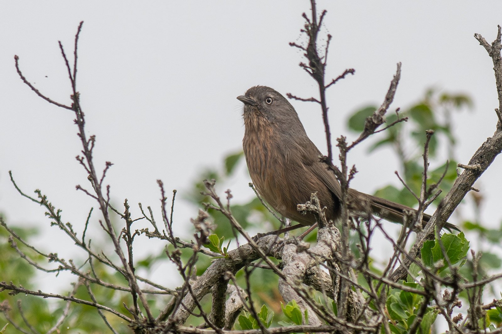 Wrentit (Chamaea fasciata)
