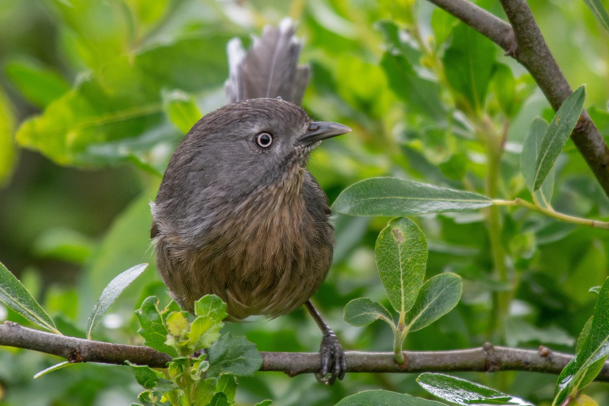 Wrentit (Chamaea fasciata)