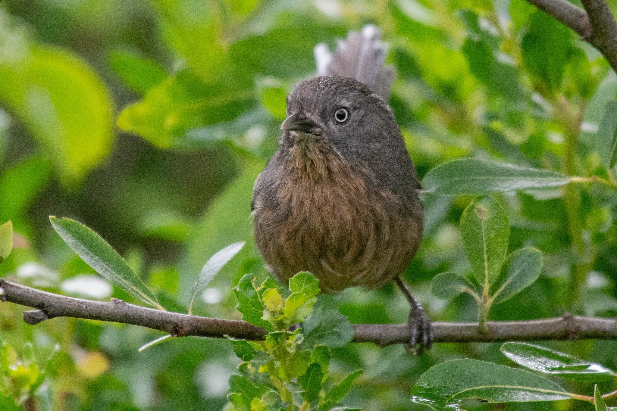 Wrentit (Chamaea fasciata)