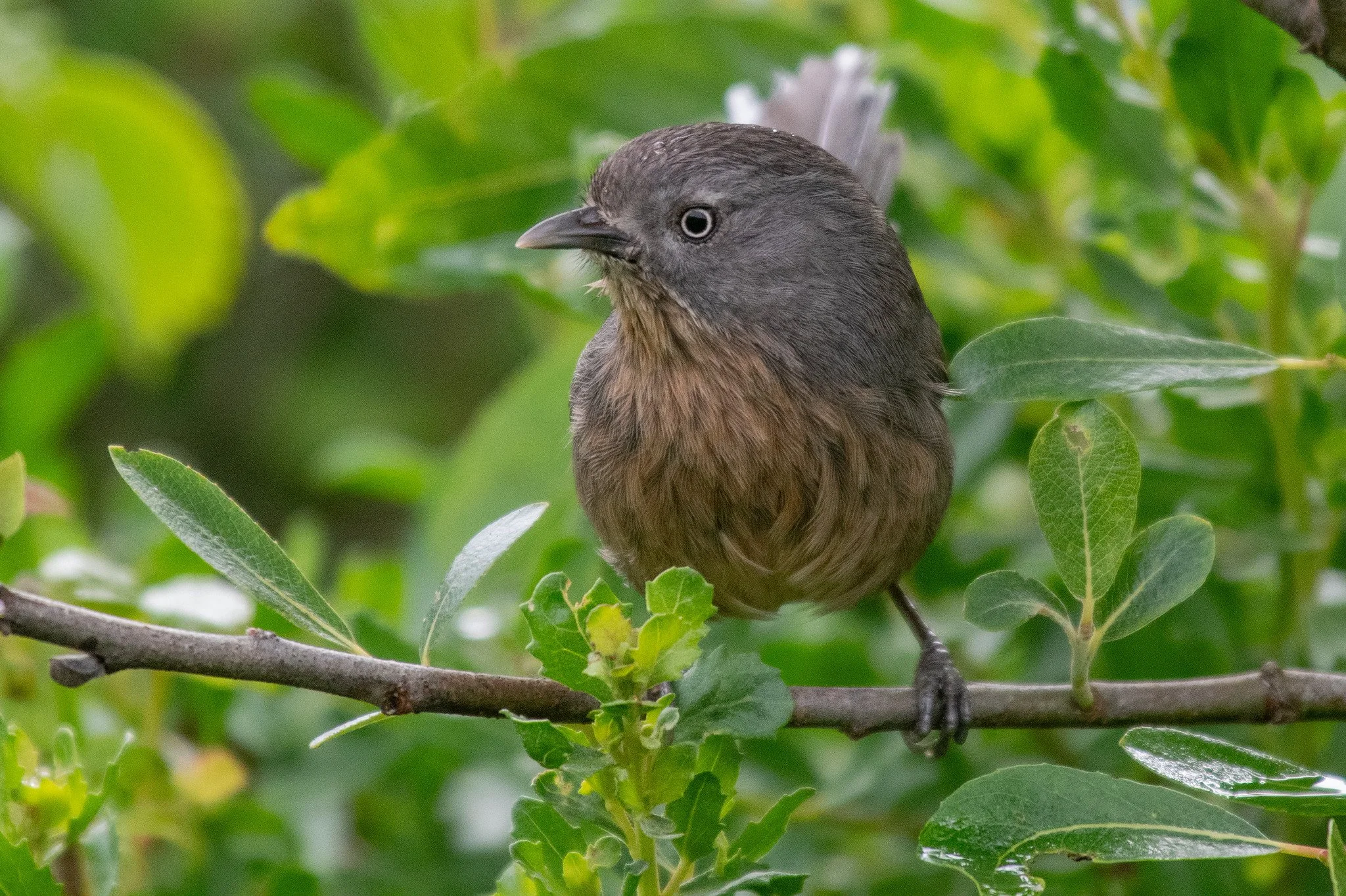 Wrentit (Chamaea fasciata)