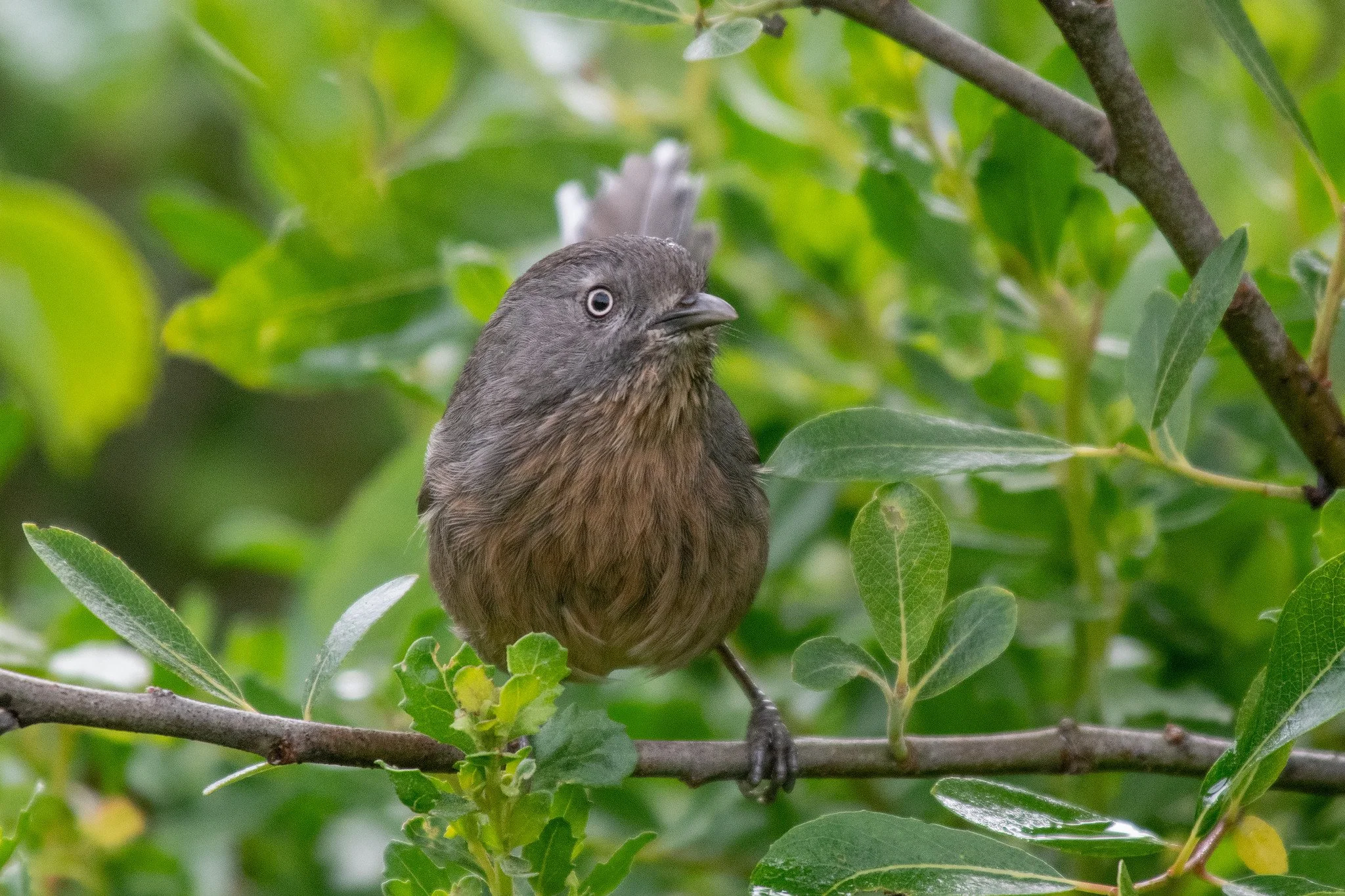 Wrentit (Chamaea fasciata)
