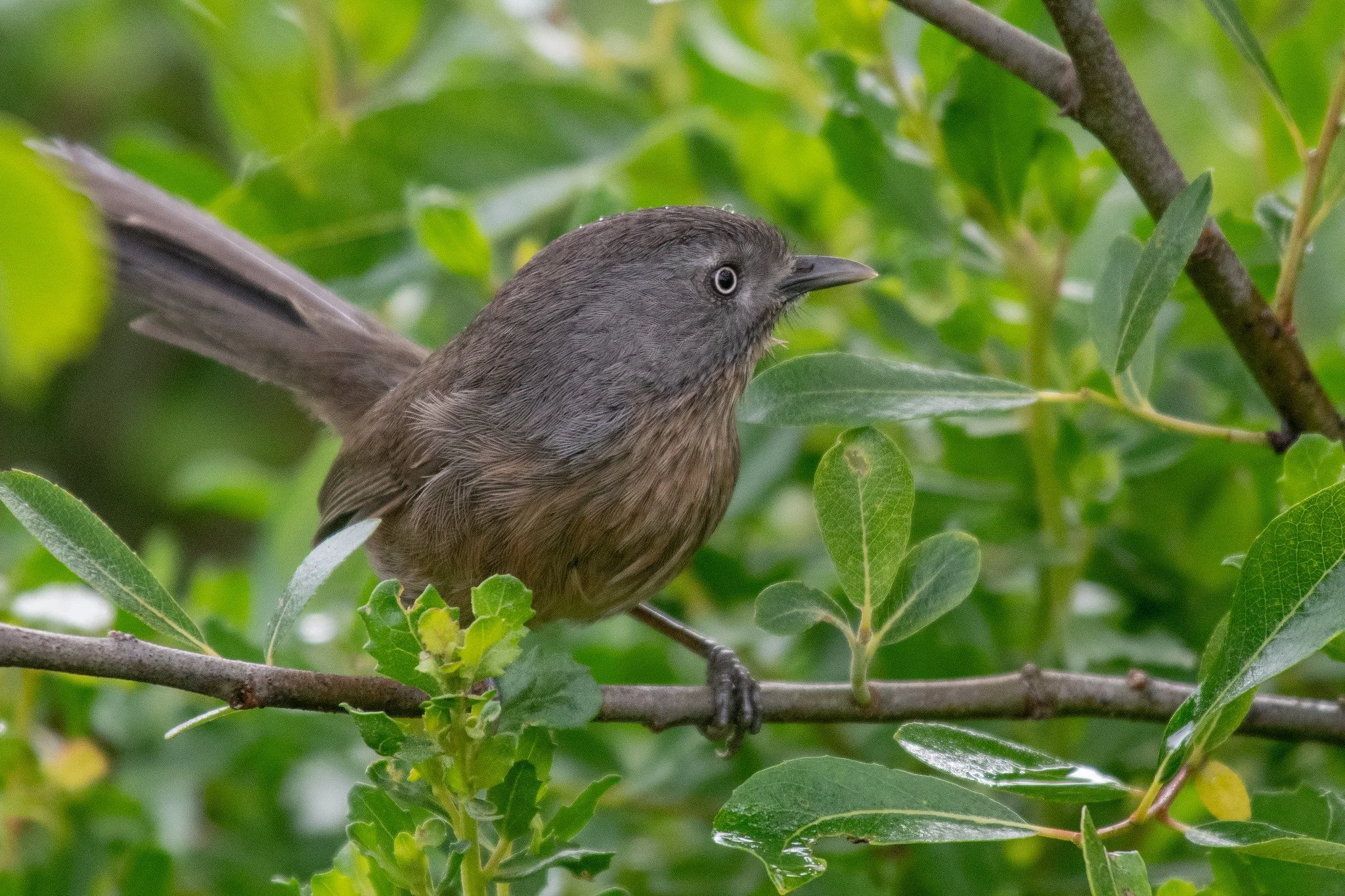 Wrentit (Chamaea fasciata)