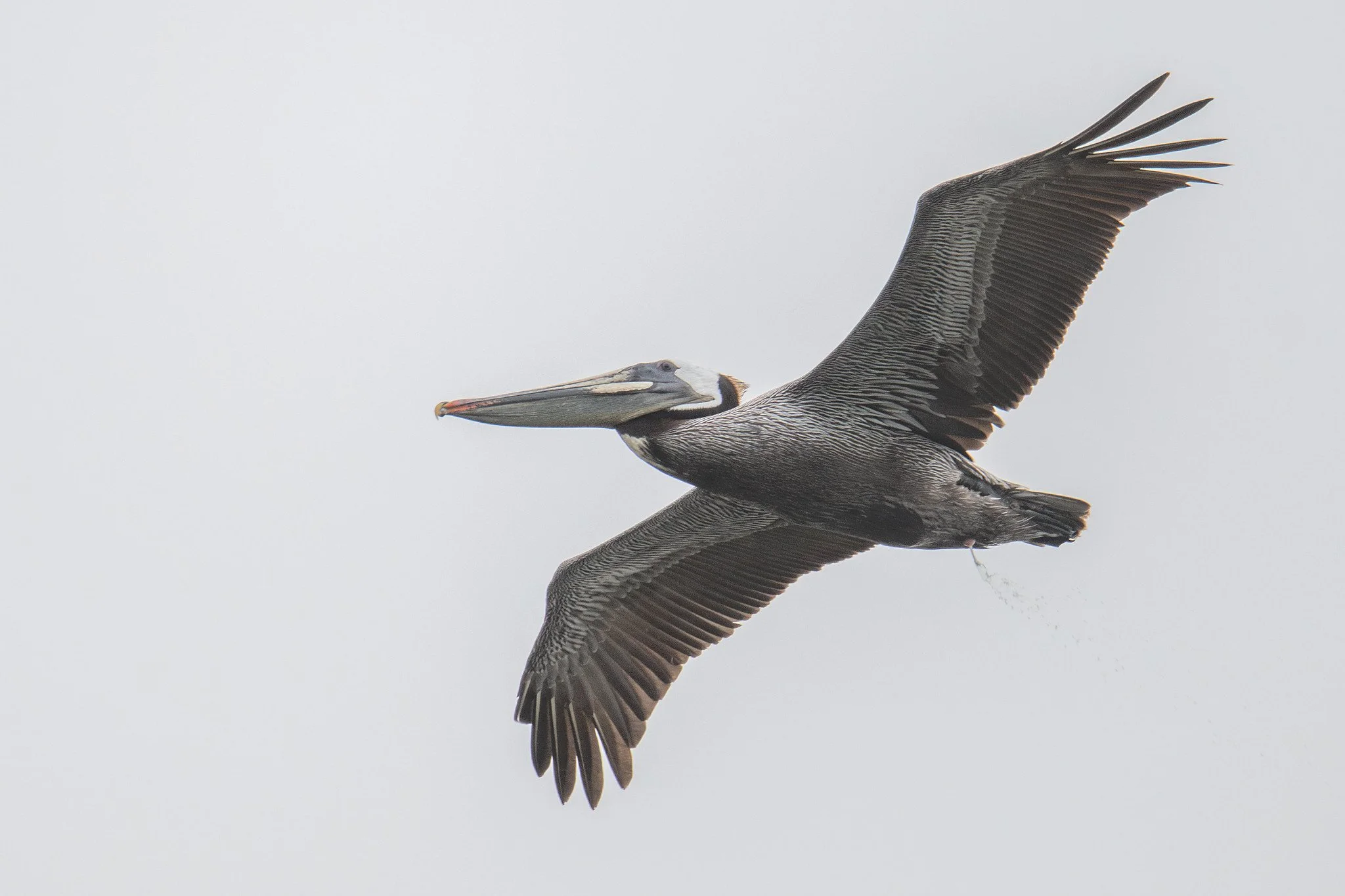 Brown Pelican (Pelecanus occidentalis)