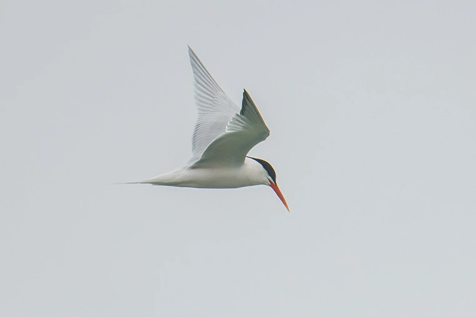 Elegant Tern (Thalasseus elegans)