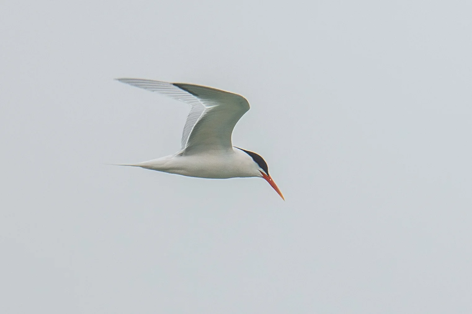 Elegant Tern (Thalasseus elegans)
