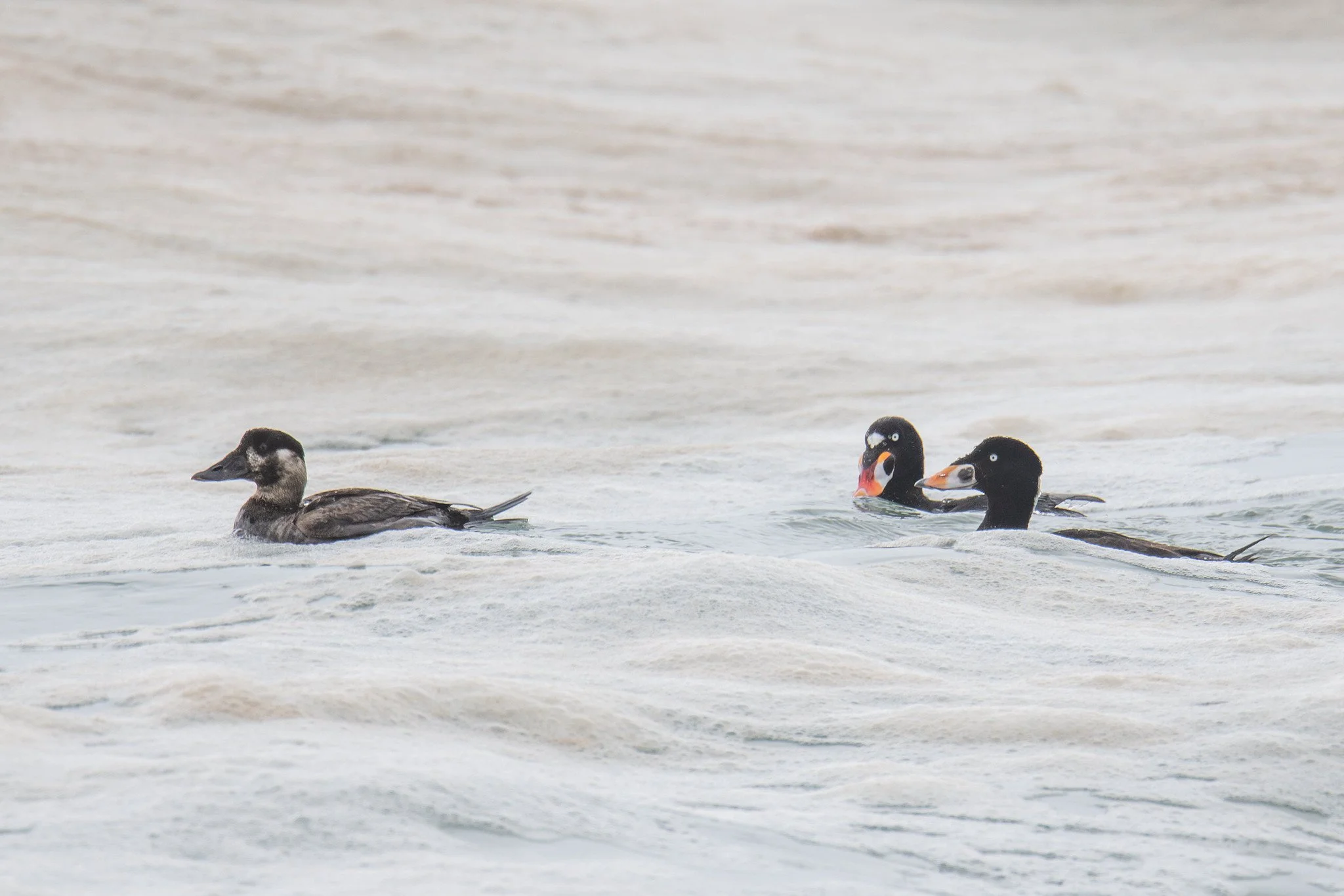 Surf Scoter (Melanitta perspicillata)