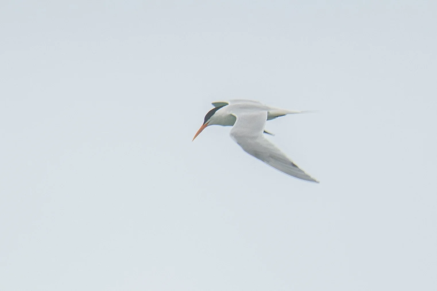 Elegant Tern (Thalasseus elegans)