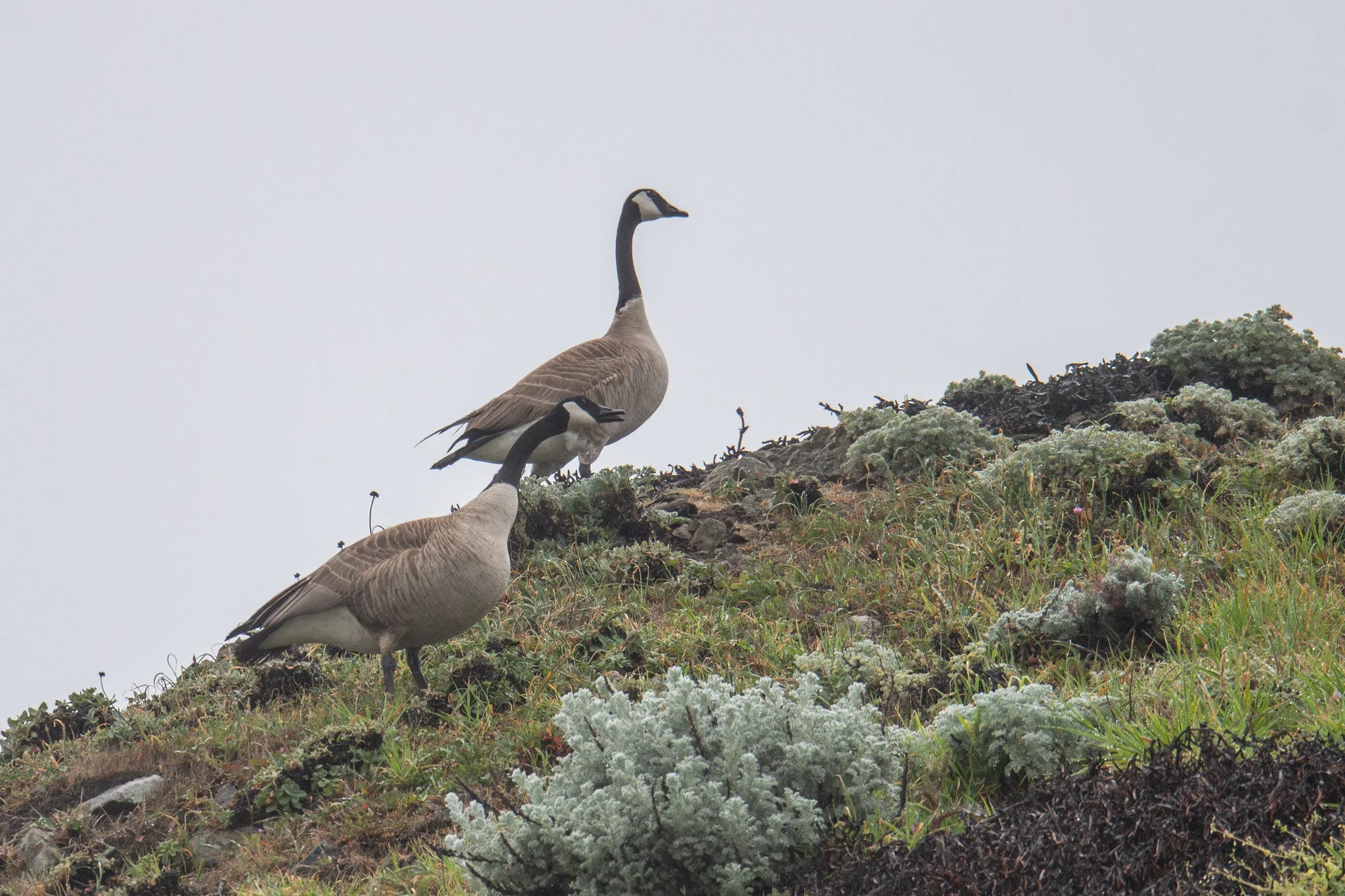 Canada Goose (Branta canadensis)