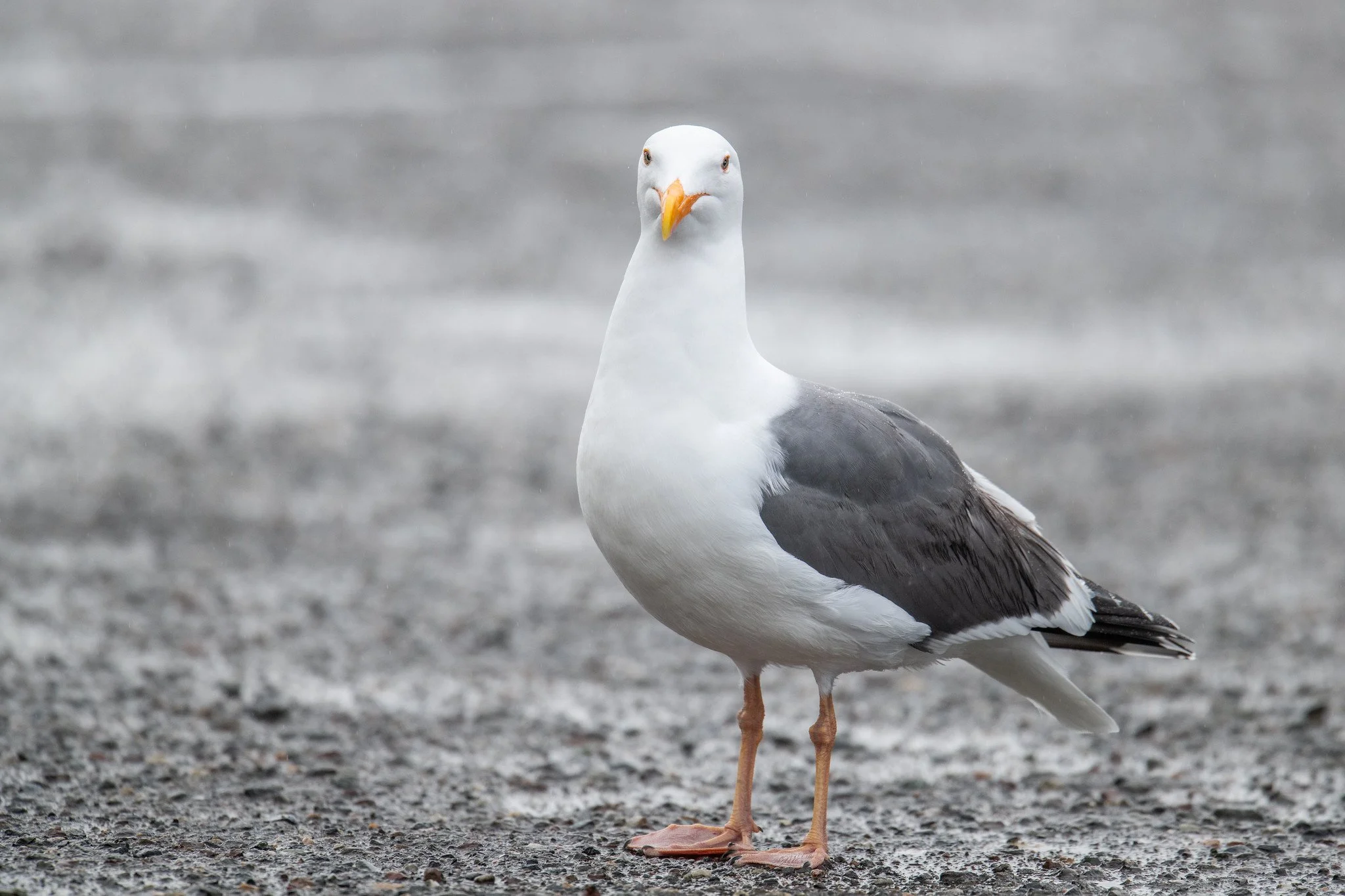 Western Gull (Larus occidentalis)