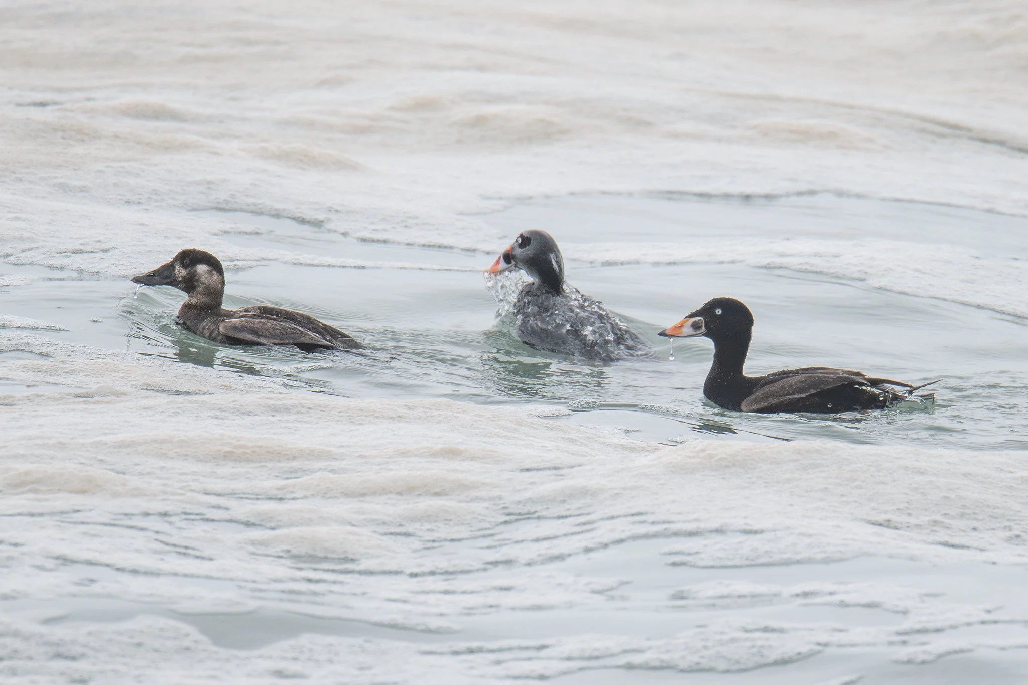Surf Scoter (Melanitta perspicillata)