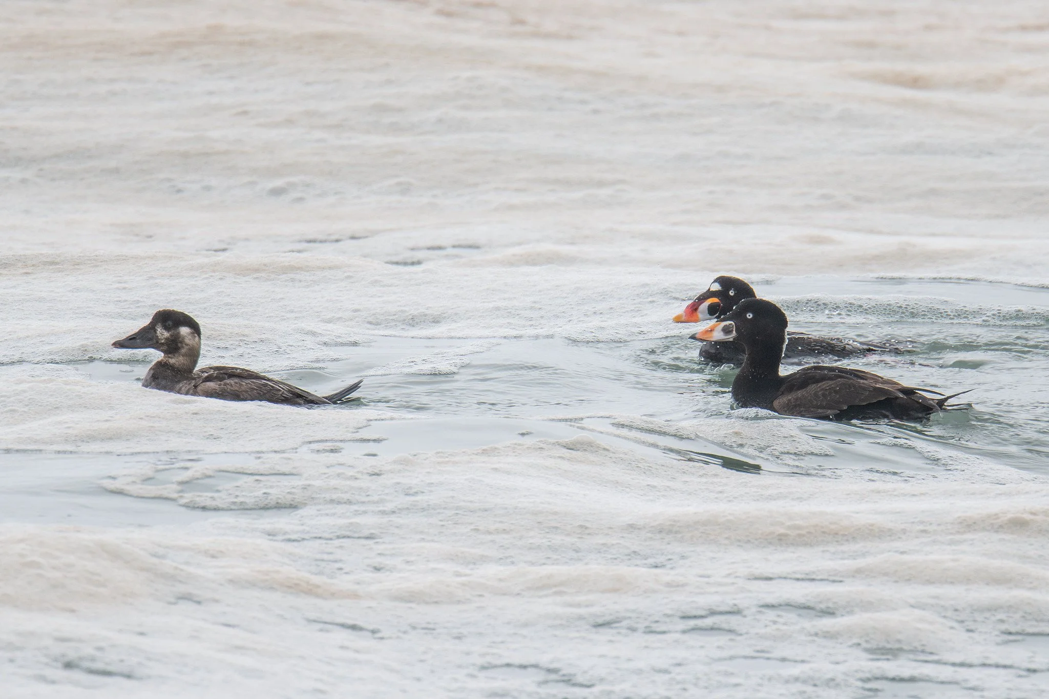 Surf Scoter (Melanitta perspicillata)