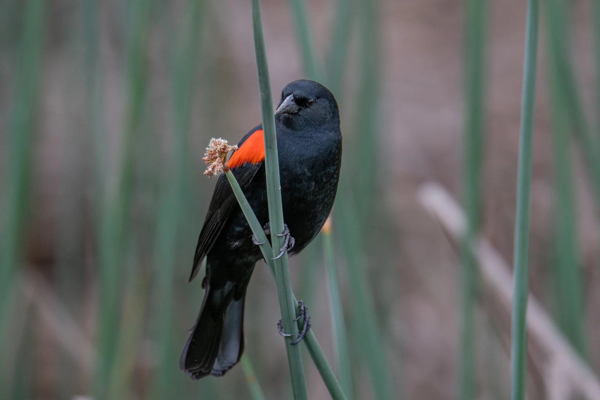 Red-winged Blackbird, California Bicolored (Agelaius phoeniceus californicus/mailliardorum)