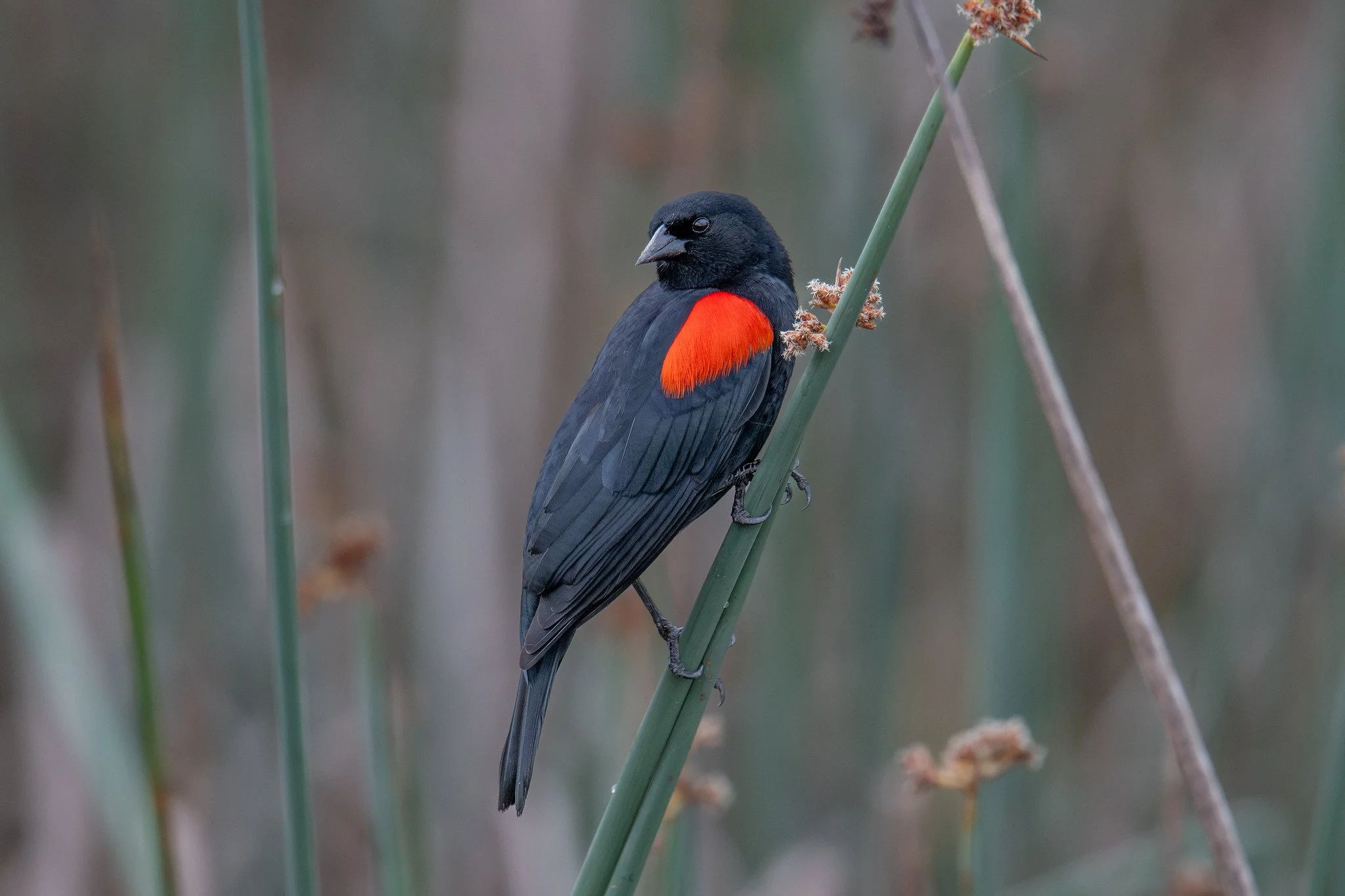 Red-winged Blackbird, California Bicolored (Agelaius phoeniceus californicus/mailliardorum)