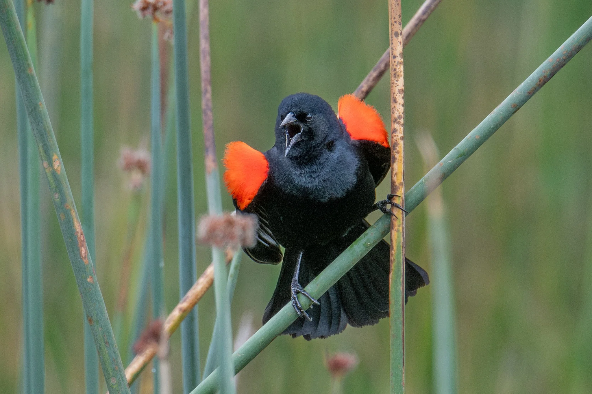 Red-winged Blackbird, California Bicolored (Agelaius phoeniceus californicus/mailliardorum)