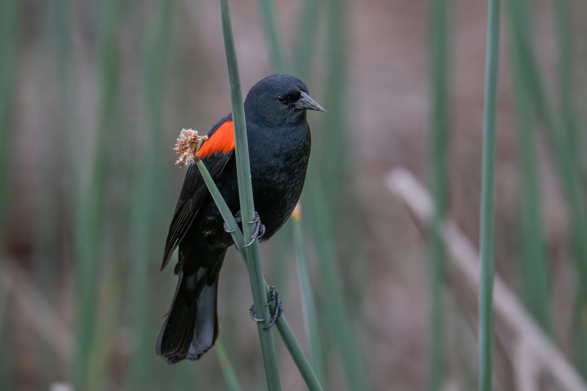 Red-winged Blackbird, California Bicolored (Agelaius phoeniceus californicus/mailliardorum)