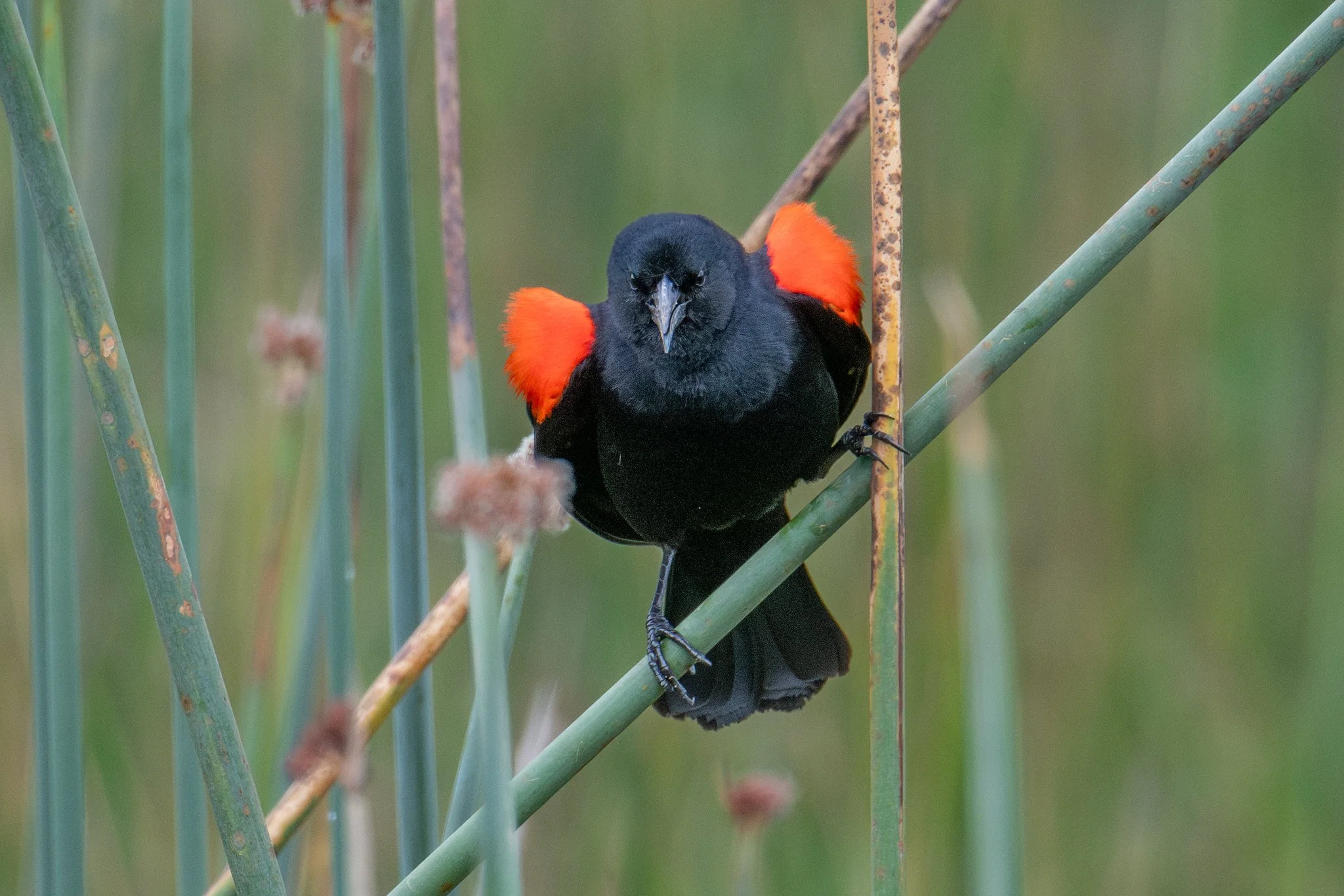 Red-winged Blackbird, California Bicolored (Agelaius phoeniceus californicus/mailliardorum)