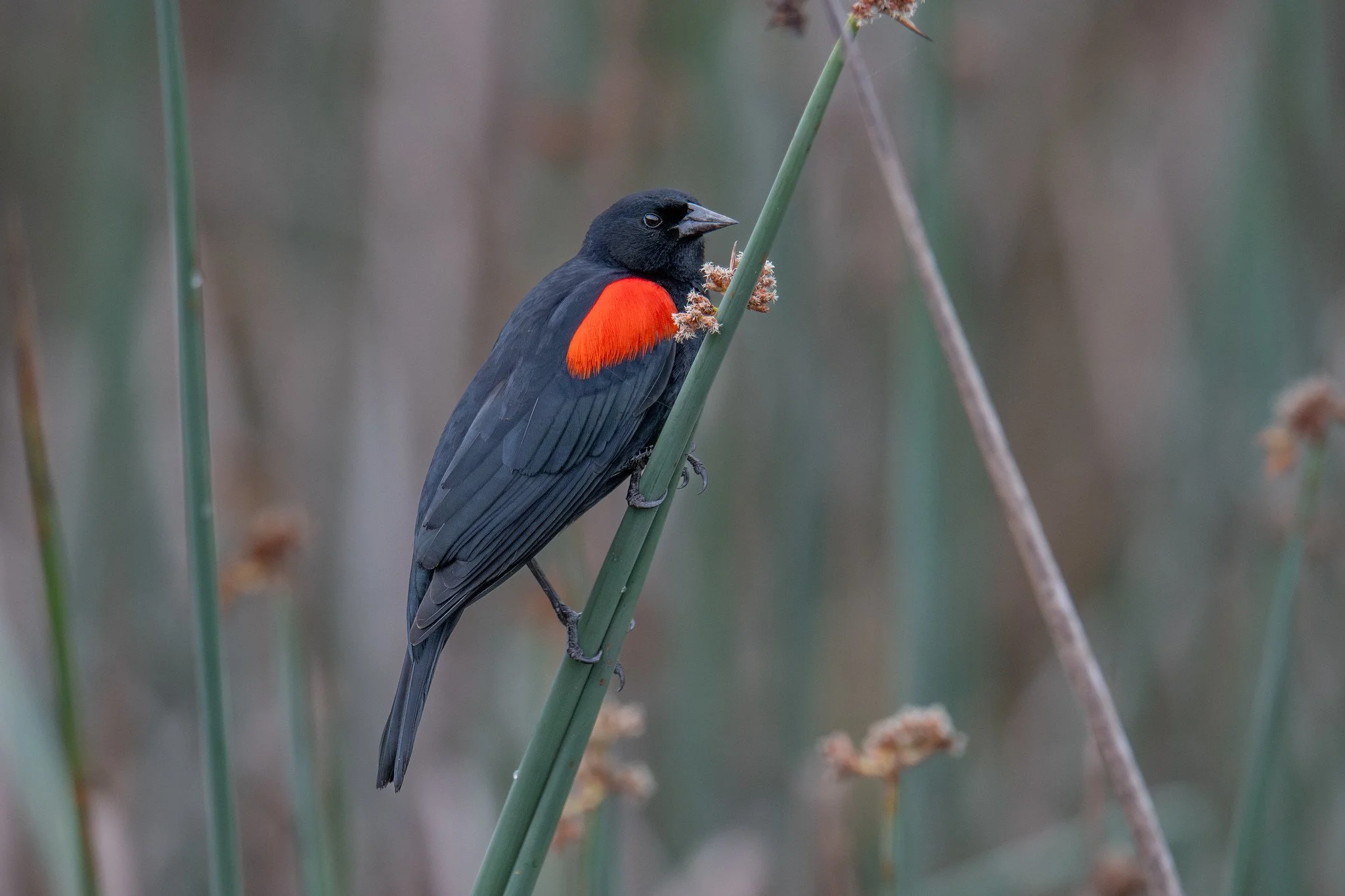 Red-winged Blackbird, California Bicolored (Agelaius phoeniceus californicus/mailliardorum)