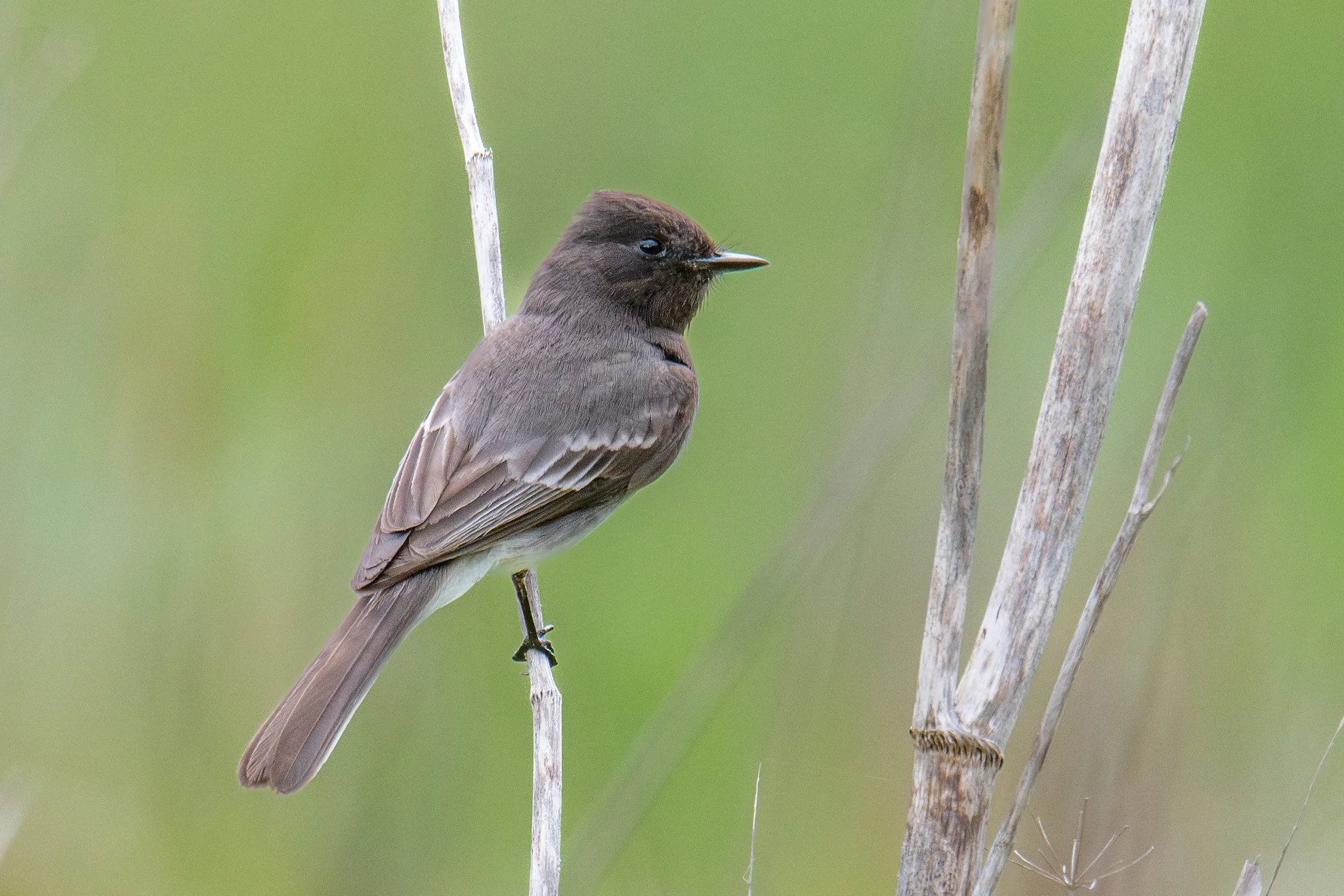Black Phoebe (Sayornis nigricans)