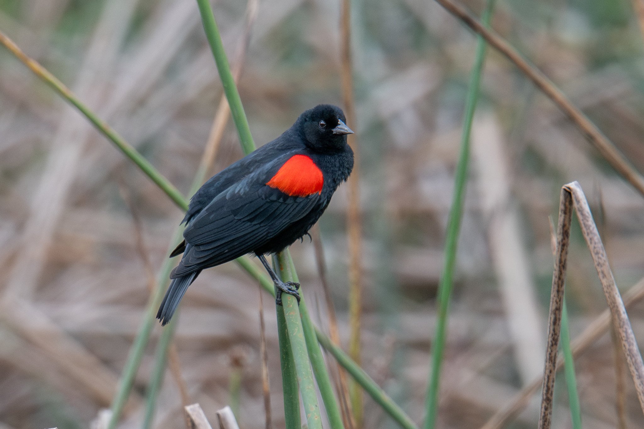 Red-winged Blackbird, California Bicolored (Agelaius phoeniceus californicus/mailliardorum)
