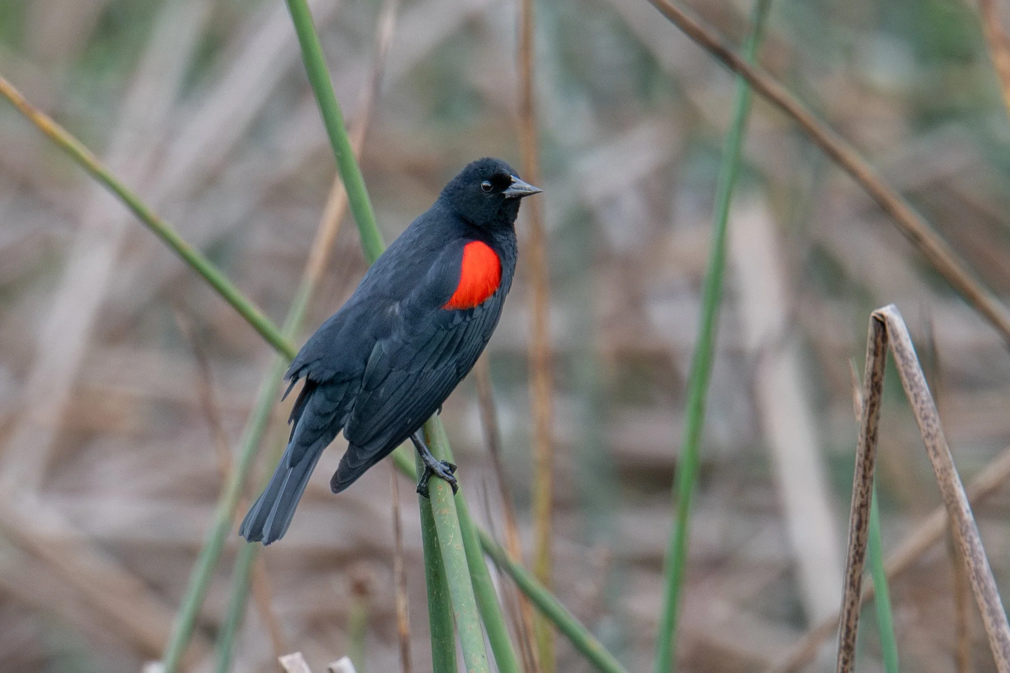Red-winged Blackbird, California Bicolored (Agelaius phoeniceus californicus/mailliardorum)