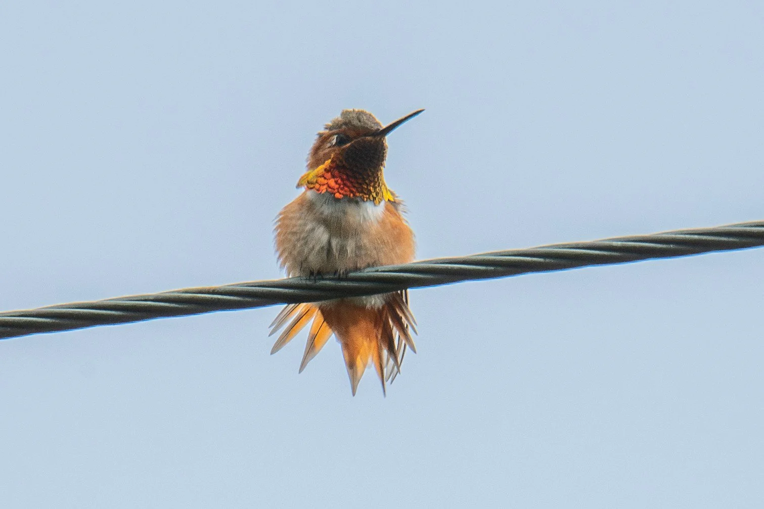 Allen's Hummingbird (Selasphorus sasin)