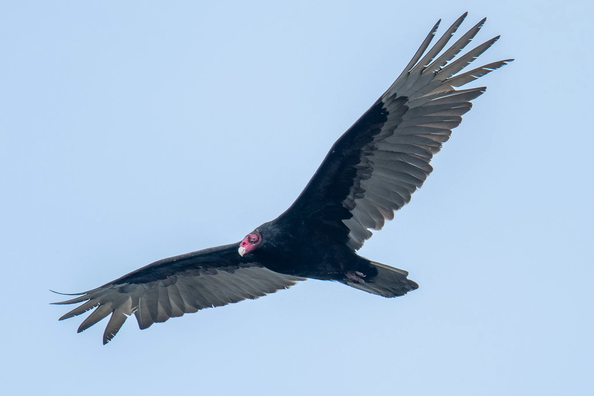 Turkey Vulture (Cathartes aura)