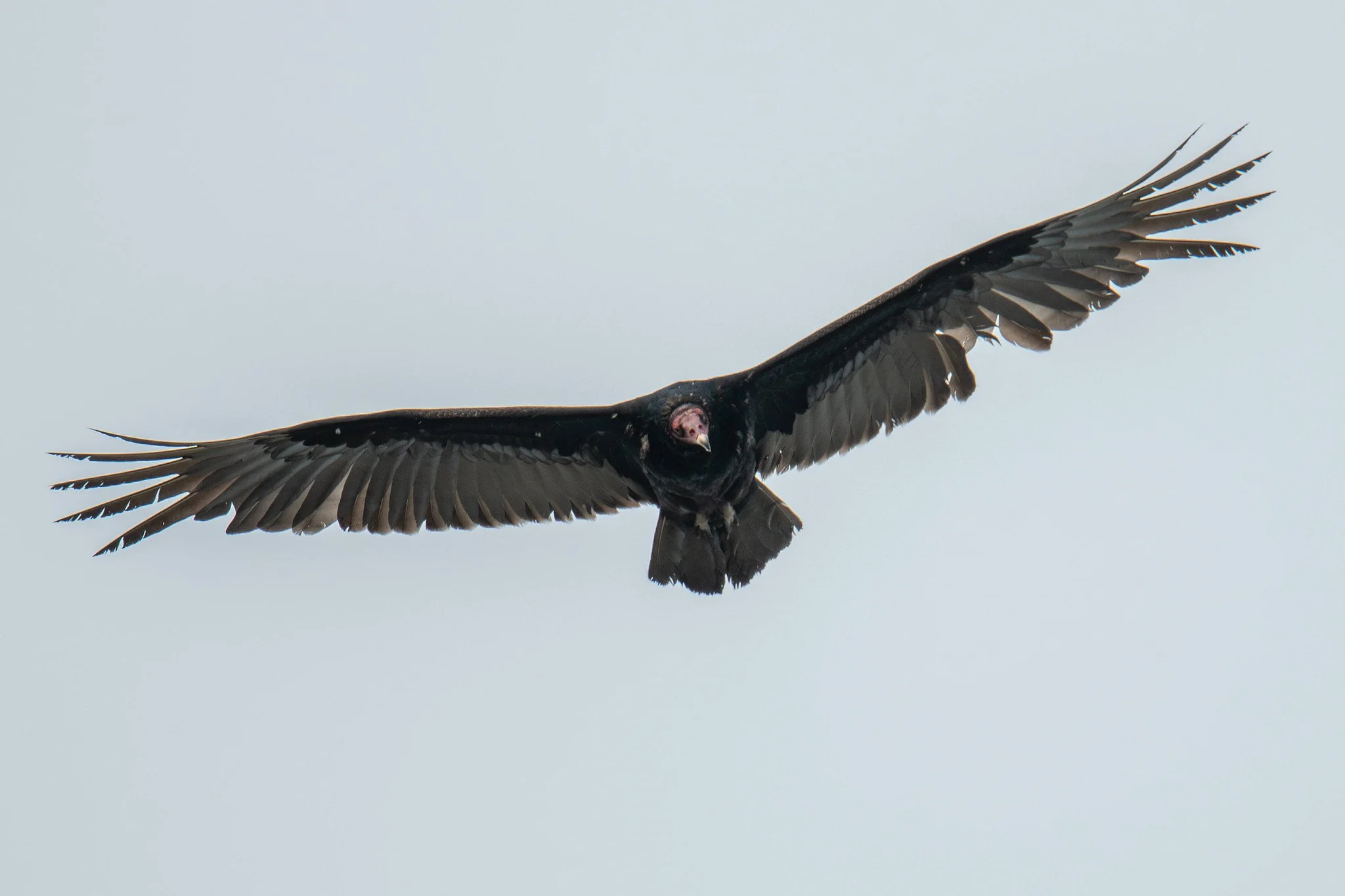 Turkey Vulture (Cathartes aura)