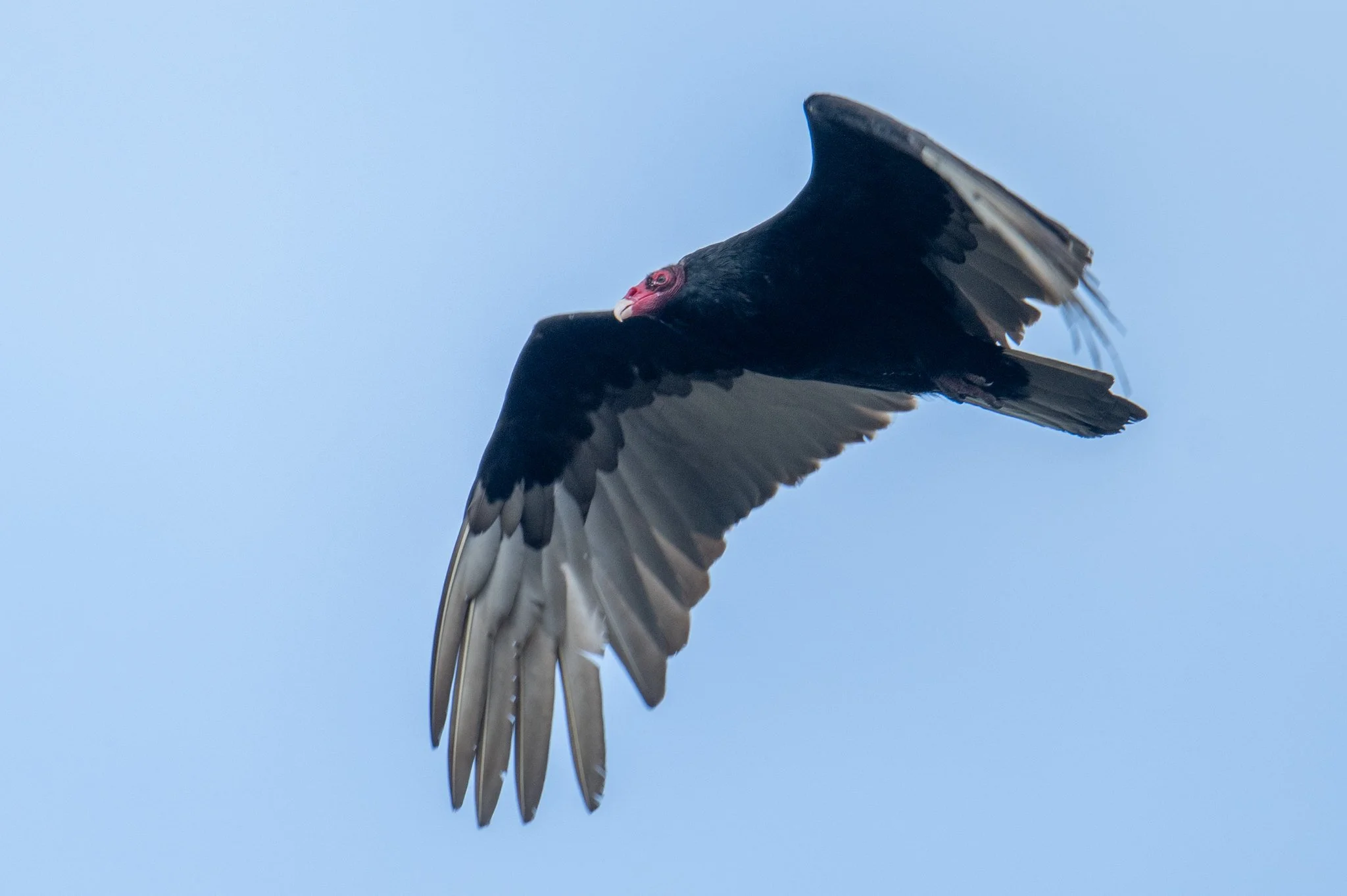 Turkey Vulture (Cathartes aura)