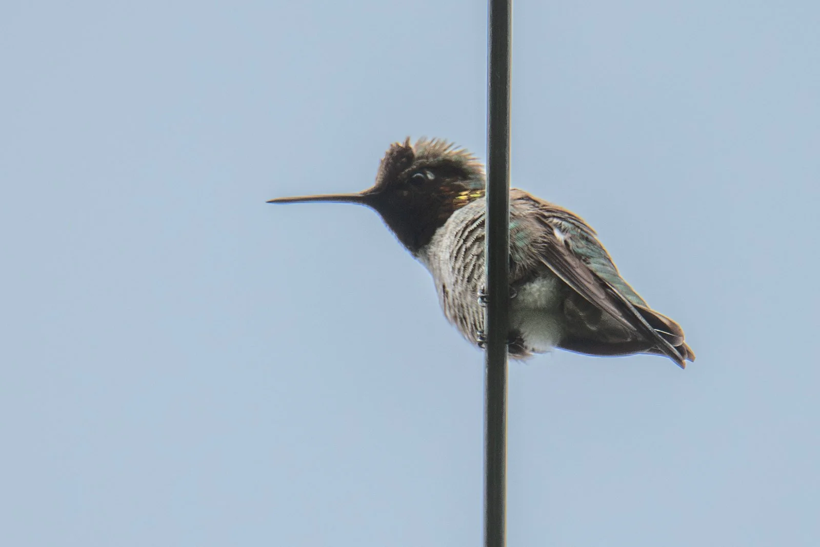Anna's Hummingbird (Calypte anna)