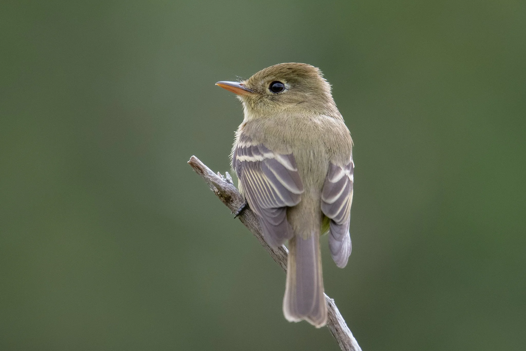 Western Flycatcher, Pacific-slope (Empidonax difficilis [difficilis Group])