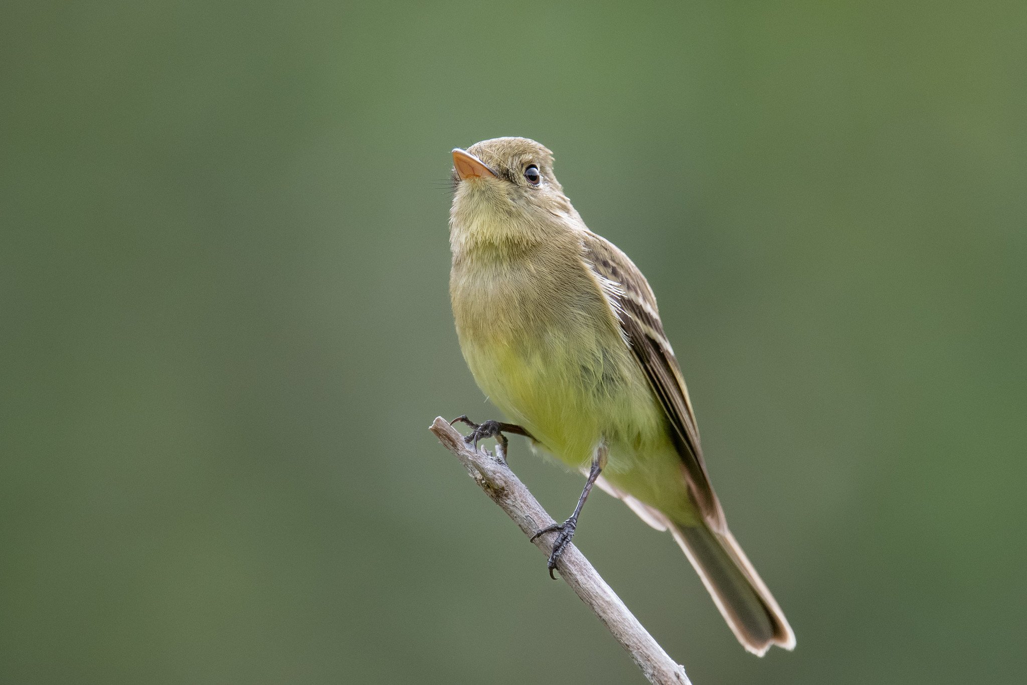 Western Flycatcher, Pacific-slope (Empidonax difficilis [difficilis Group])