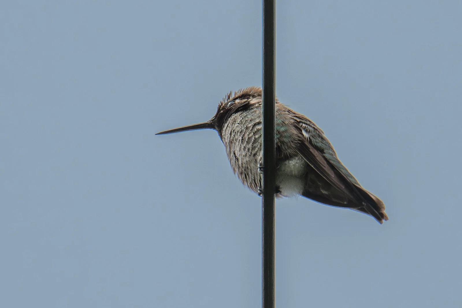 Anna's Hummingbird (Calypte anna)