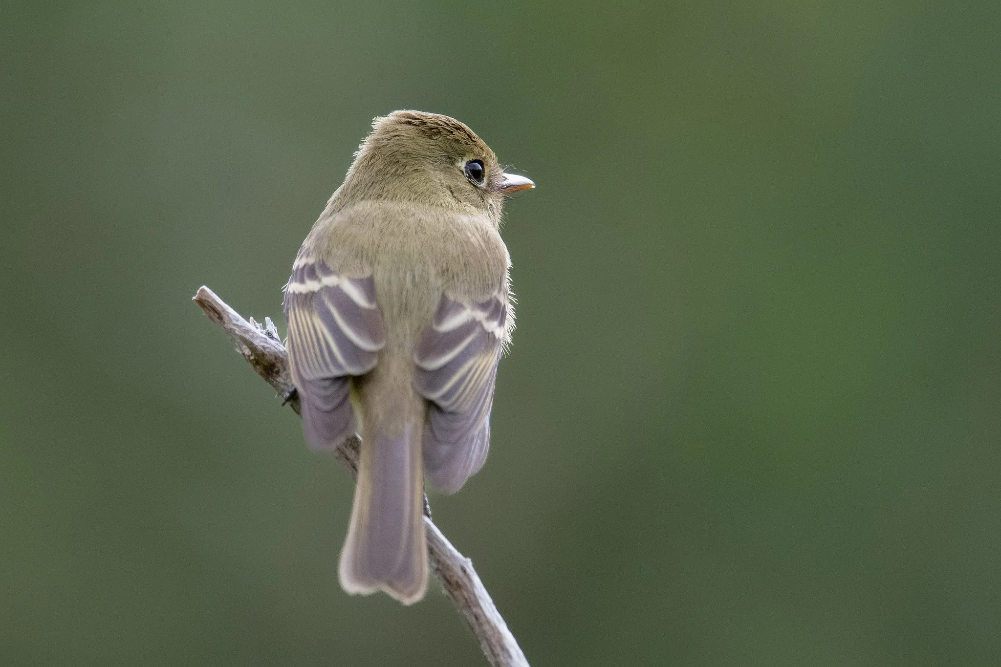 Western Flycatcher, Pacific-slope (Empidonax difficilis [difficilis Group])