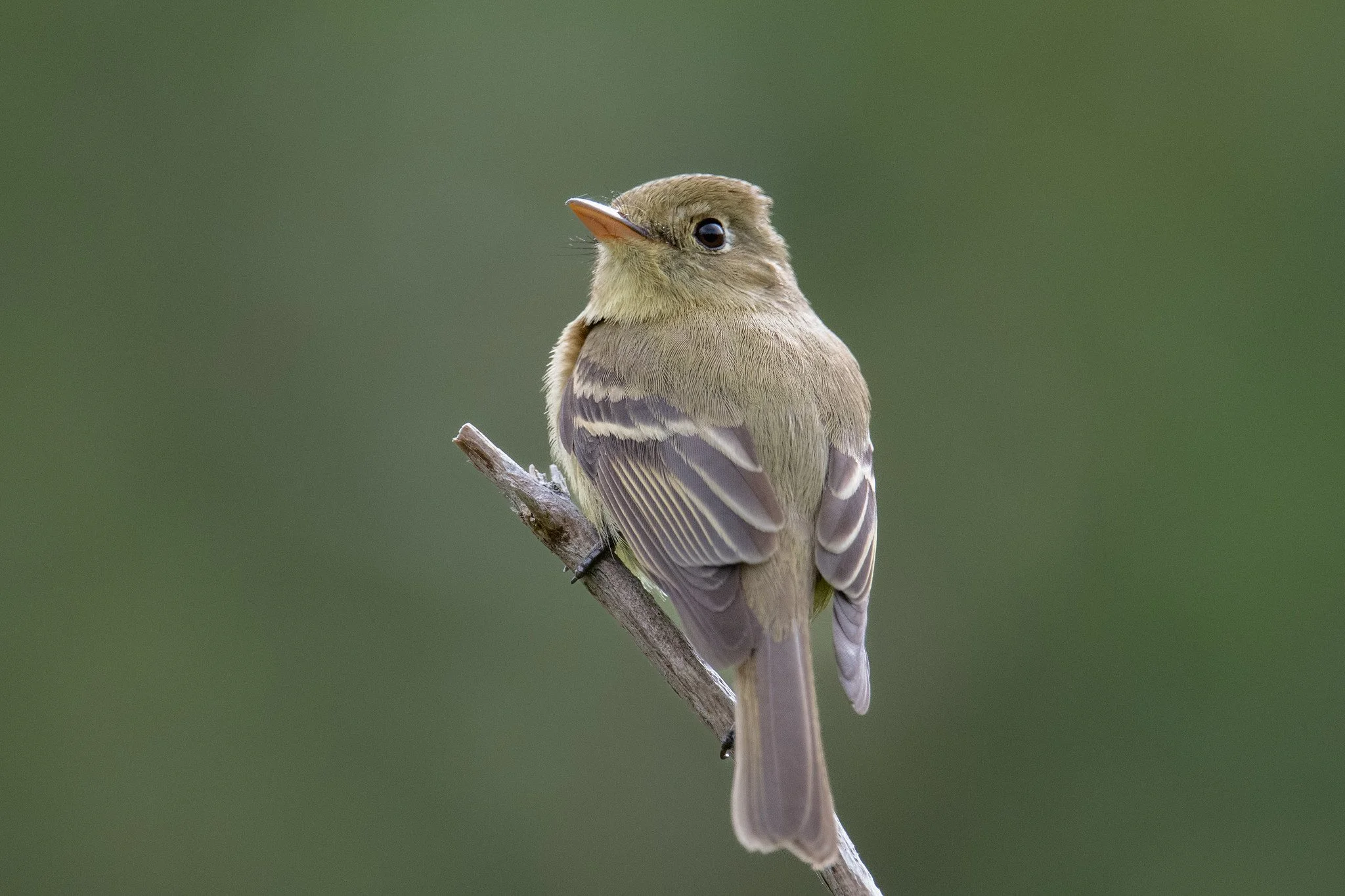Western Flycatcher, Pacific-slope (Empidonax difficilis [difficilis Group])