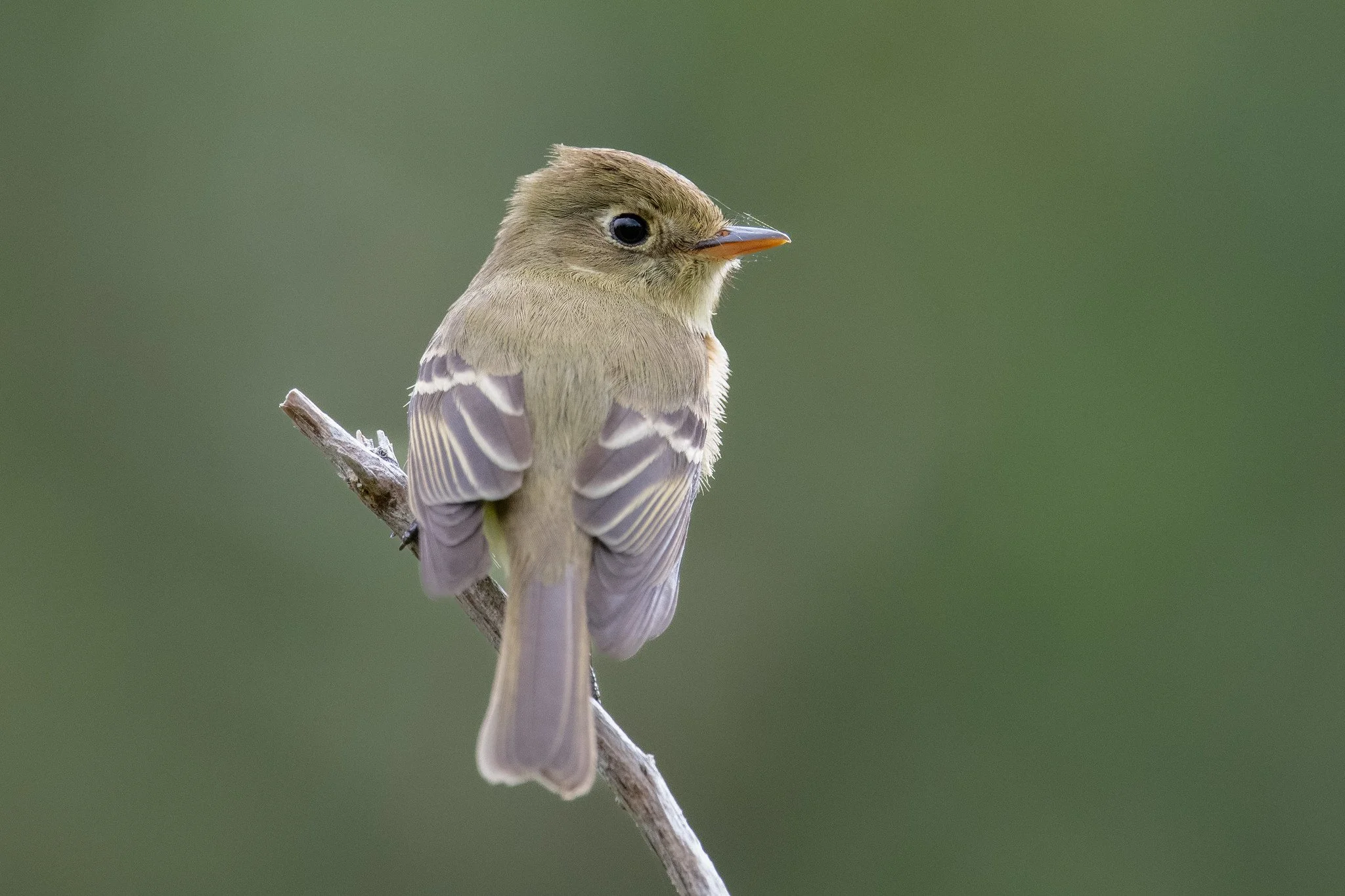 Western Flycatcher, Pacific-slope (Empidonax difficilis [difficilis Group])