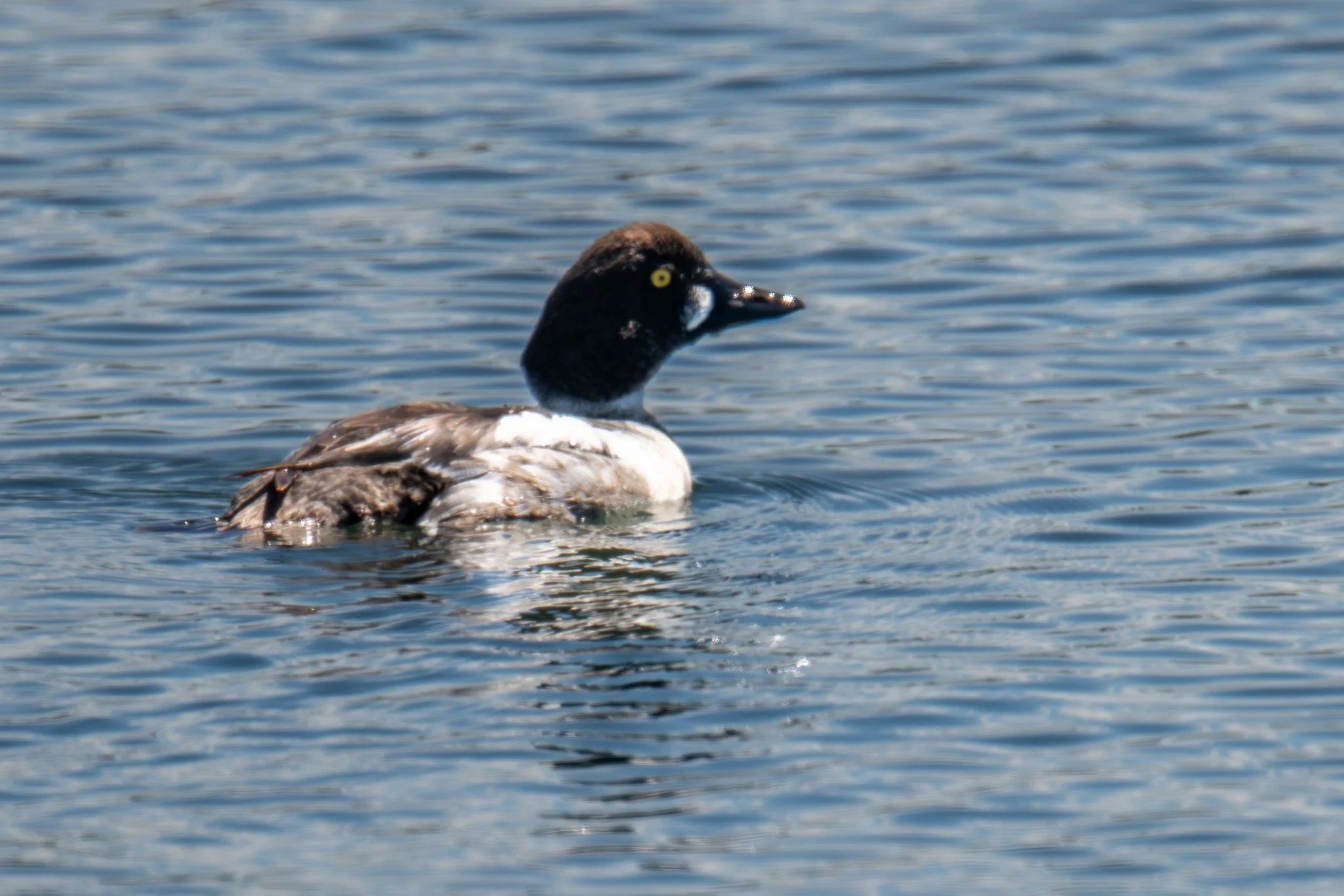 Common Goldeneye (Bucephala clangula)
