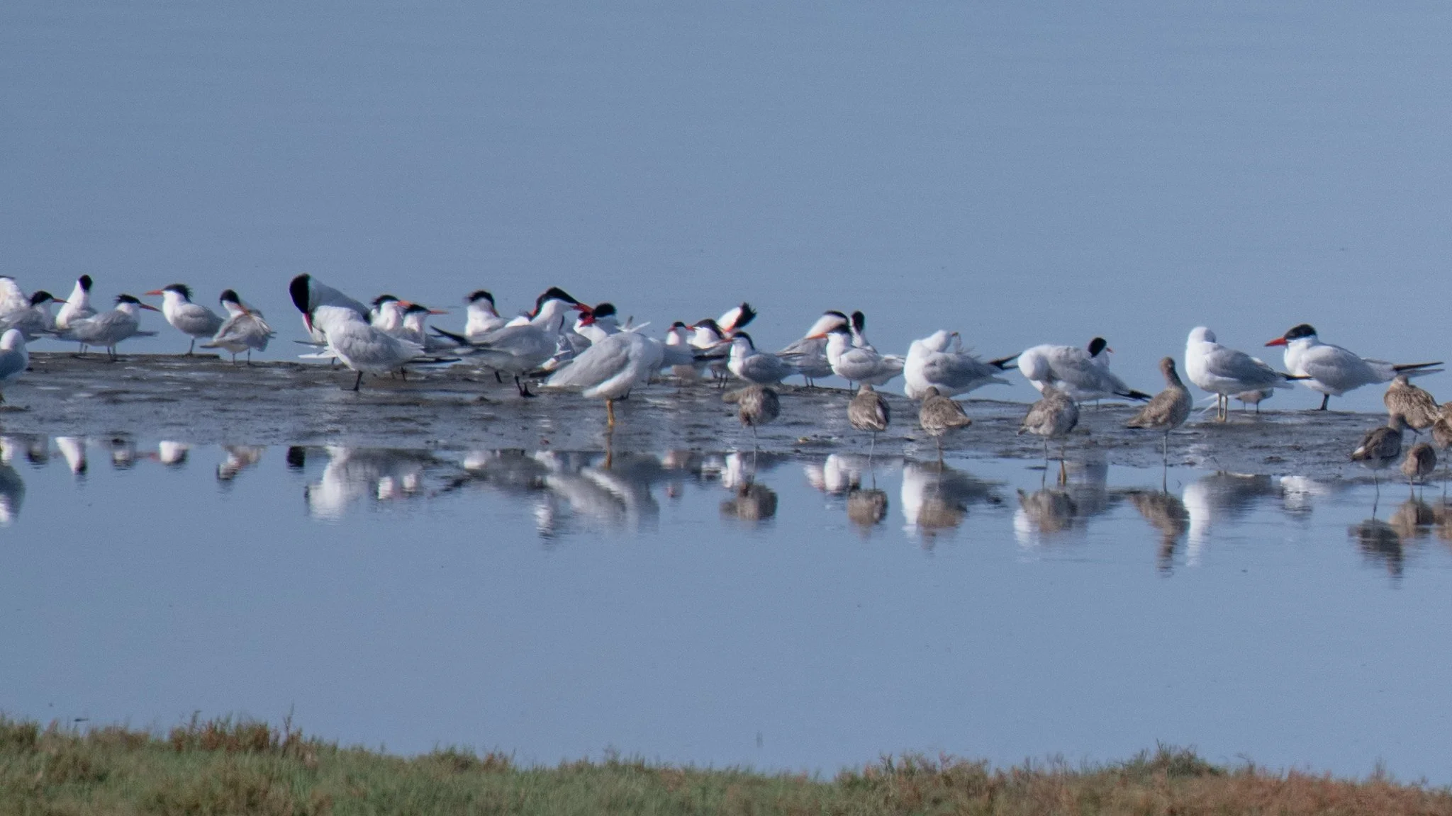 Terns
