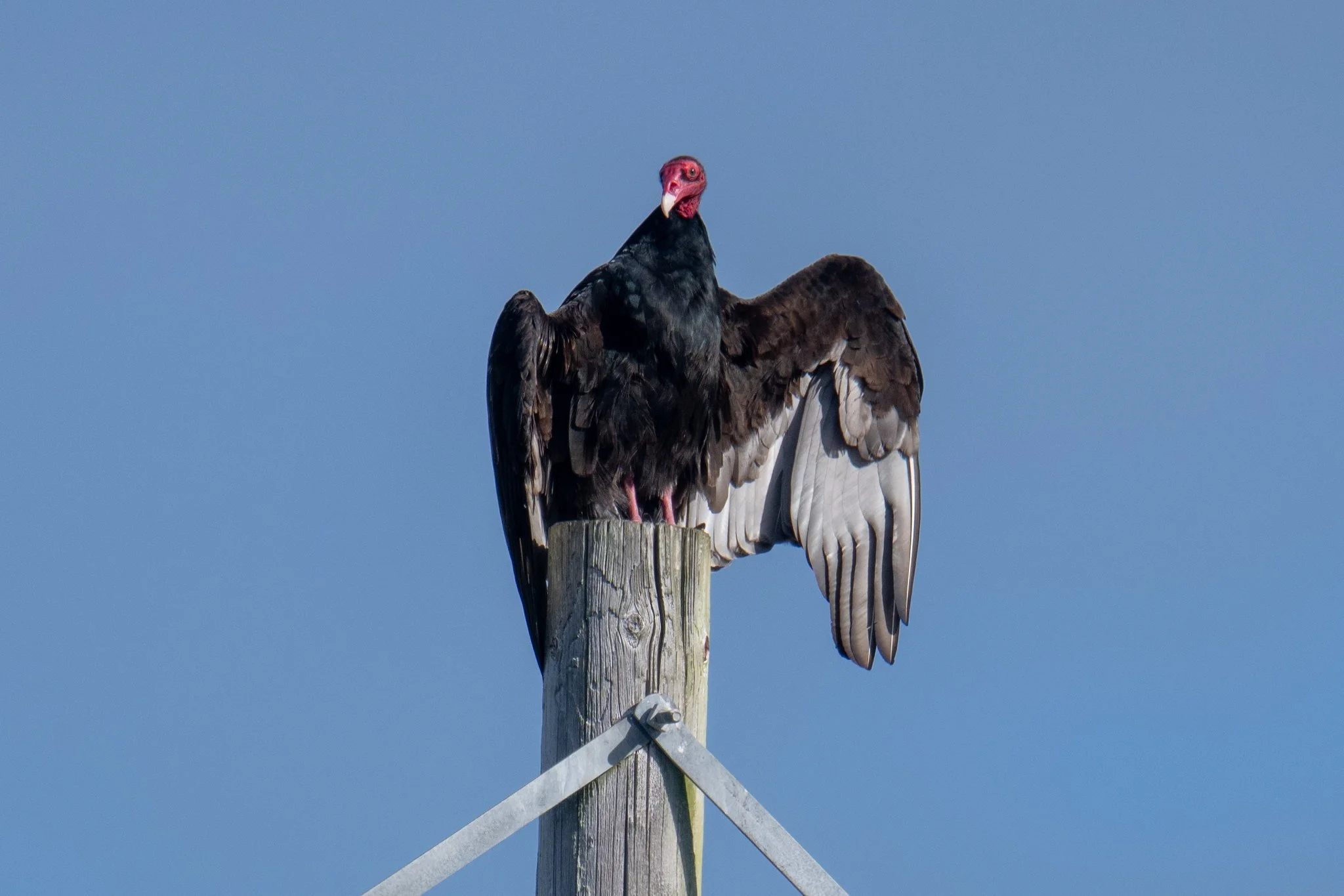 Turkey Vulture (Cathartes aura)