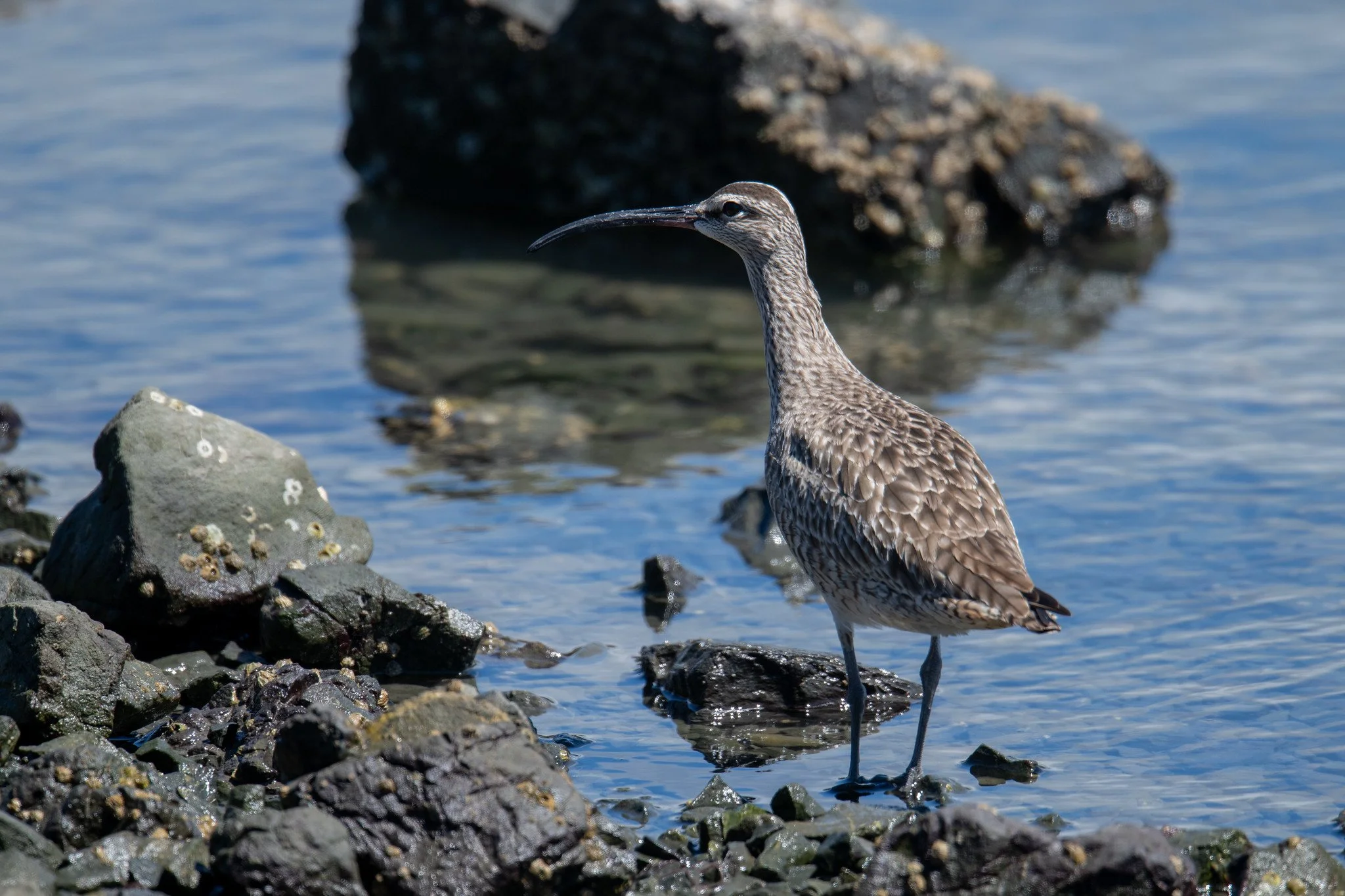 Hudsonian Whimbrel (Numenius hudsonicus)