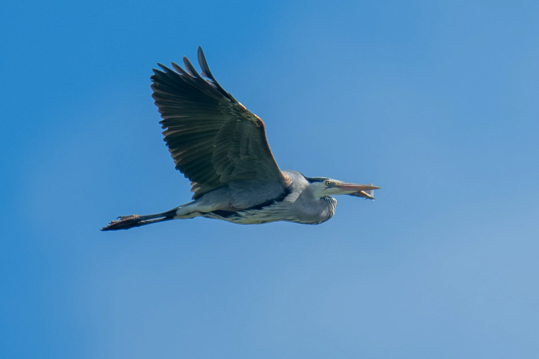 Great Blue Heron (Ardea herodias)