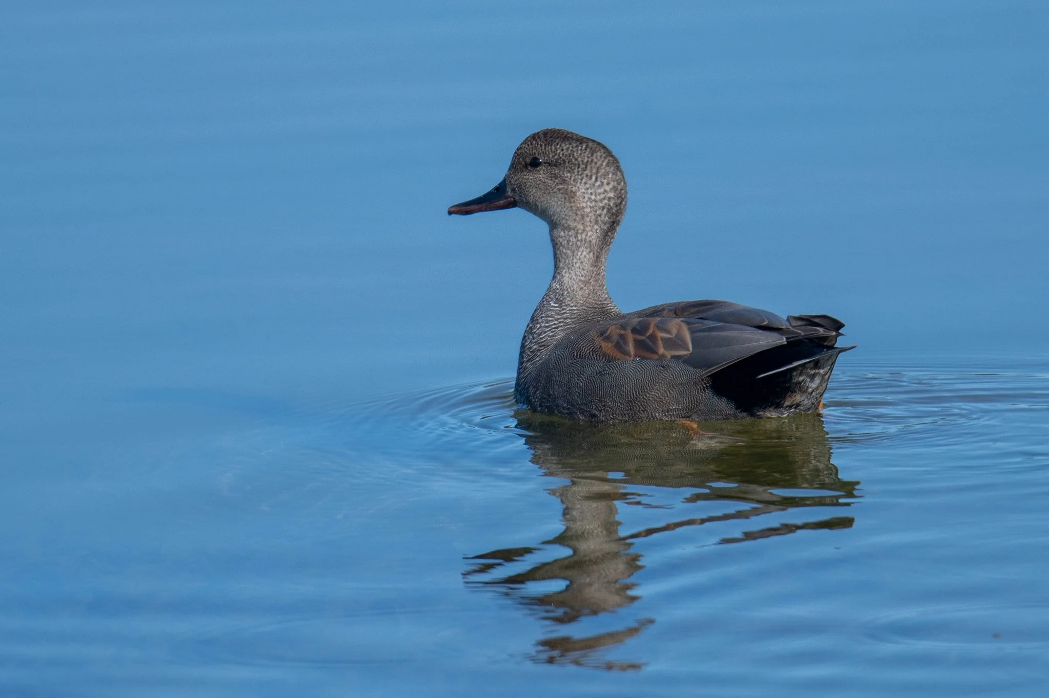 Gadwall (Mareca strepera)