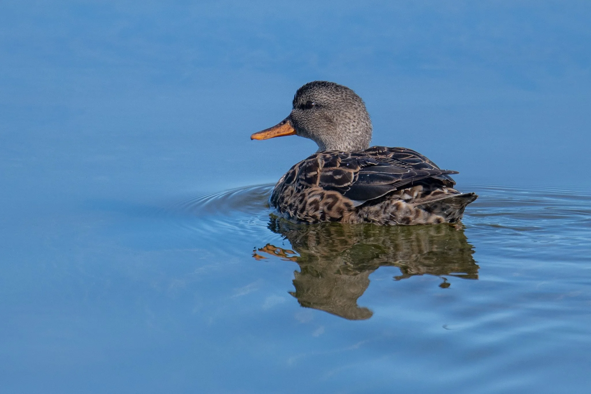 Gadwall (Mareca strepera)