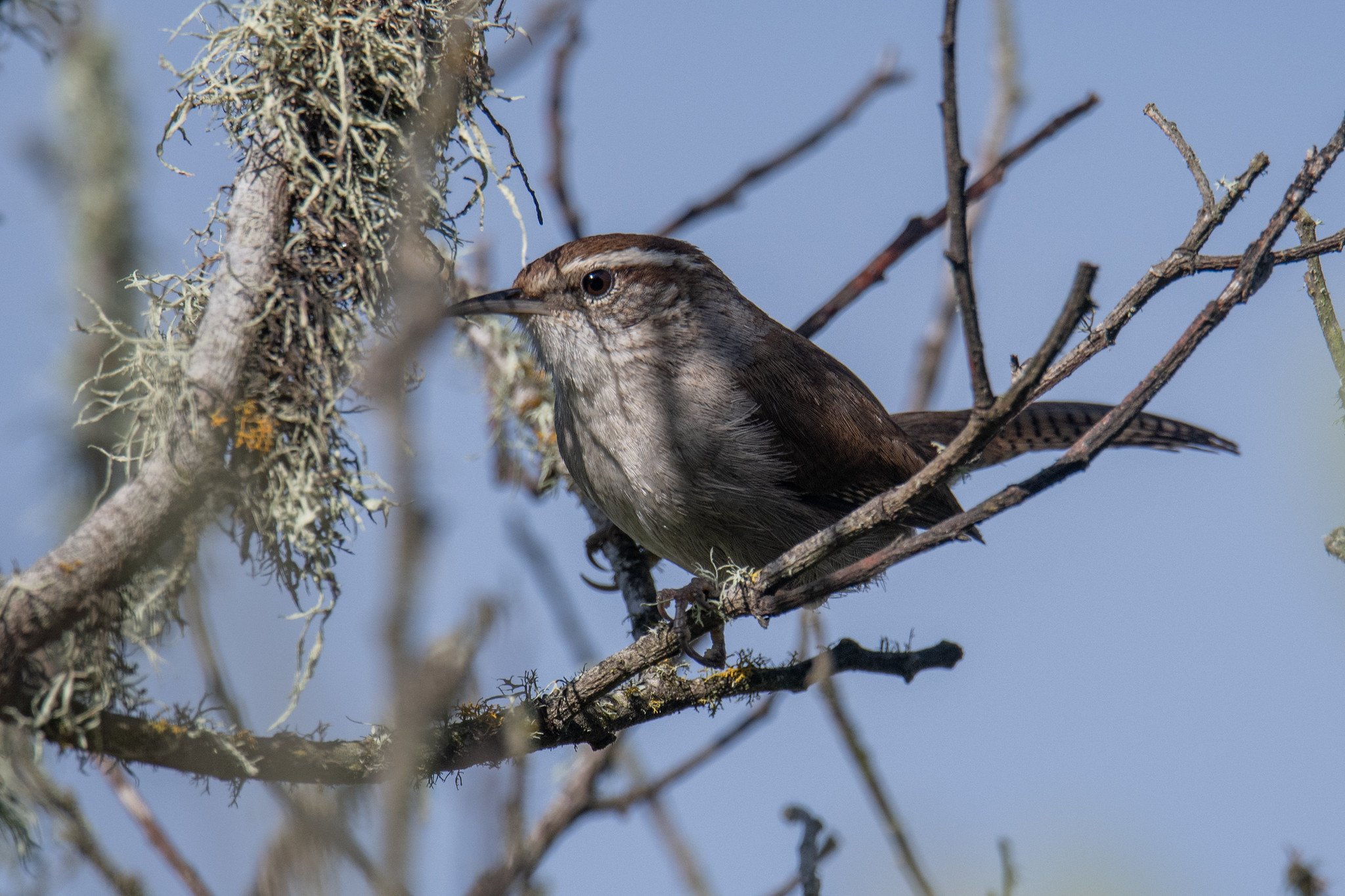 Bewick's Wren (Thryomanes bewickii)