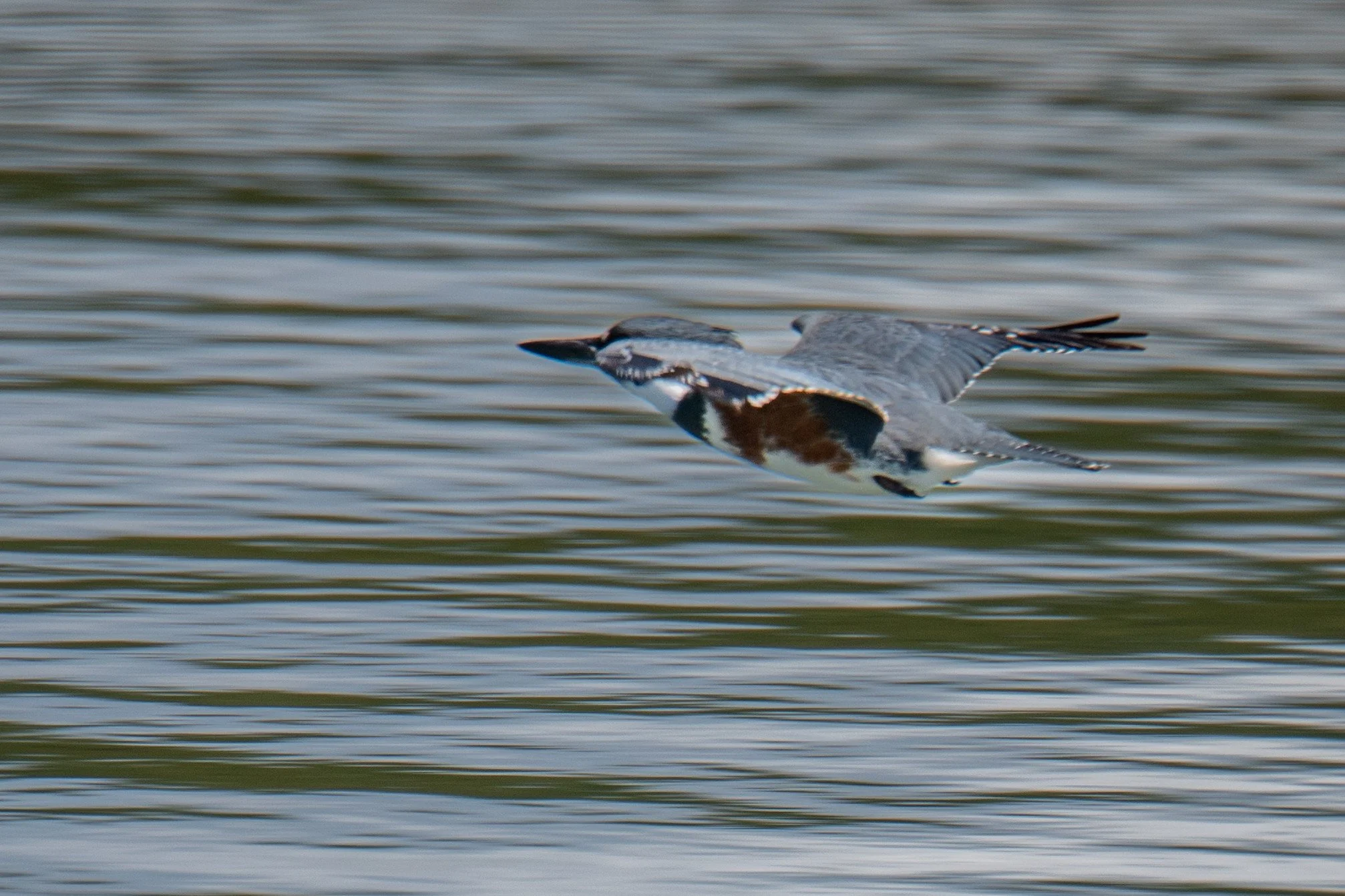 Belted Kingfisher (Megaceryle alcyon)