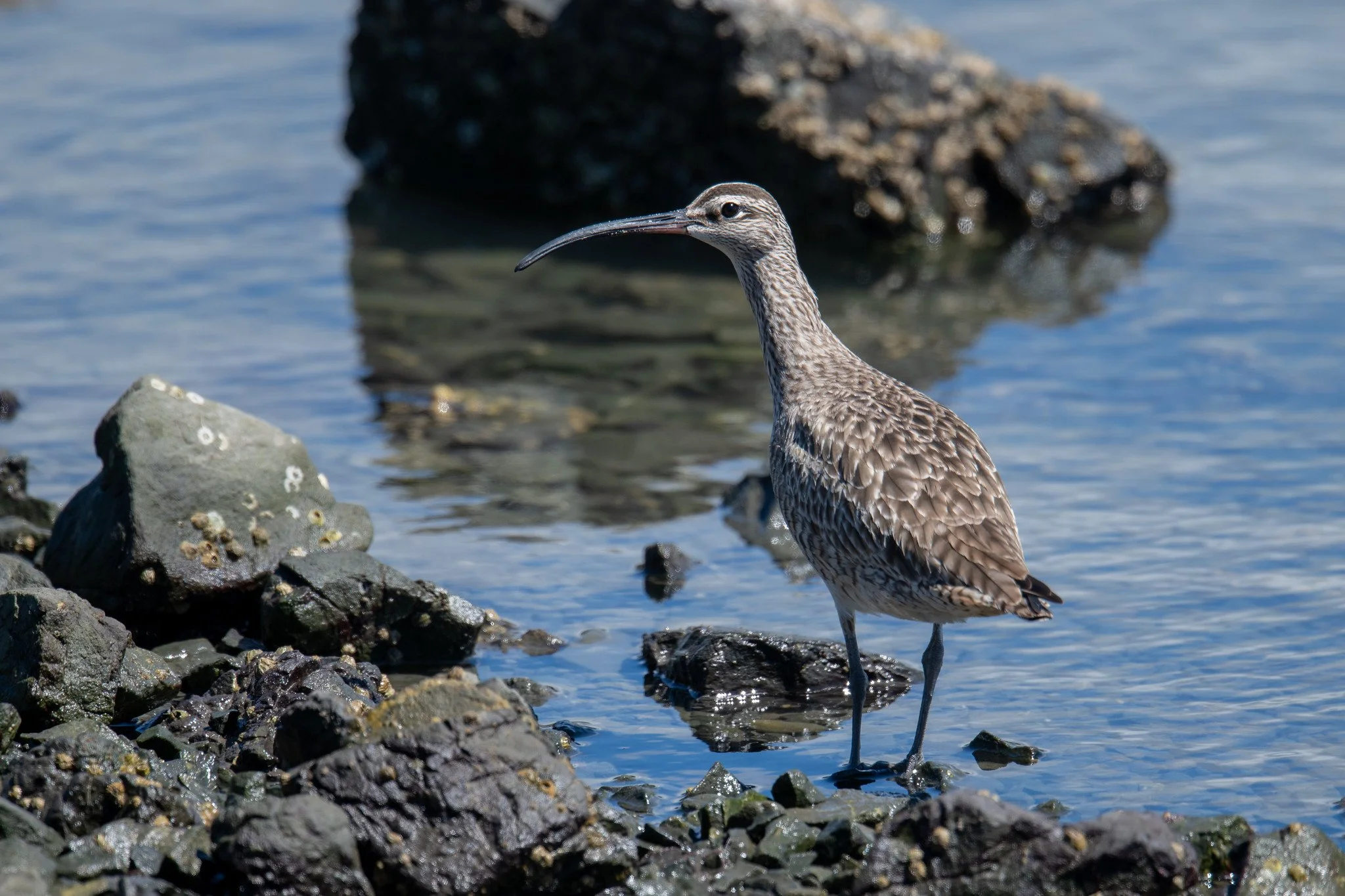 Hudsonian Whimbrel (Numenius hudsonicus)