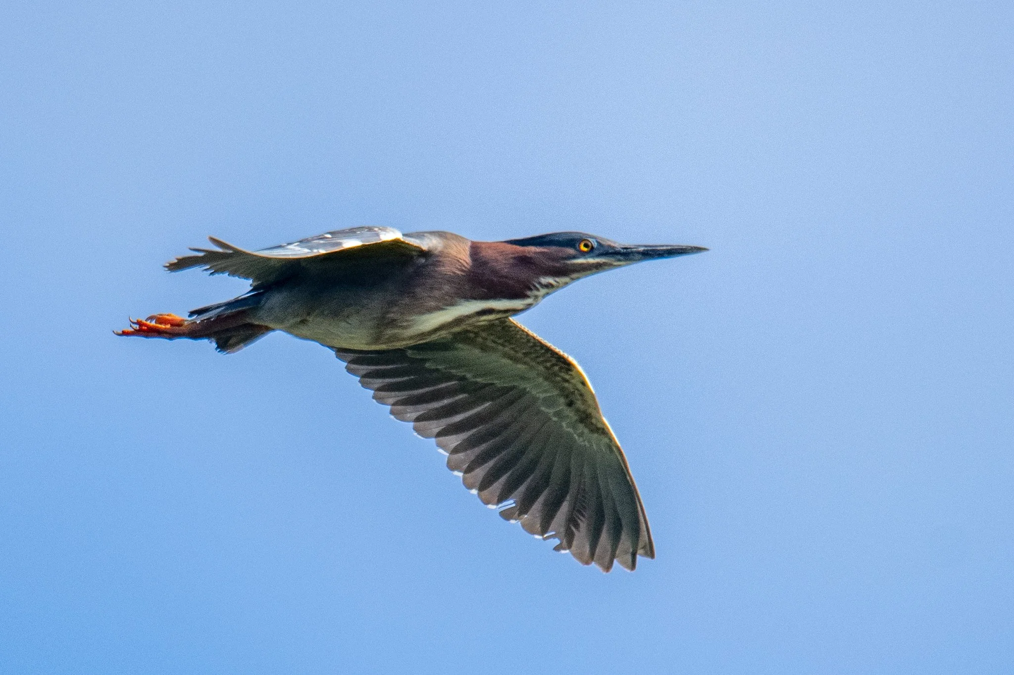 Green Heron (Butorides virescens)